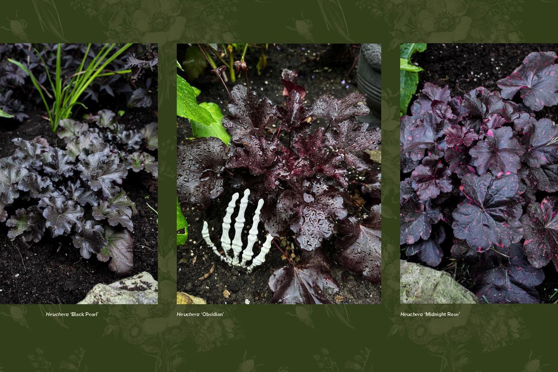 Darkness in Bloom: A Gothic Guide to Dramatic and Moody Plants