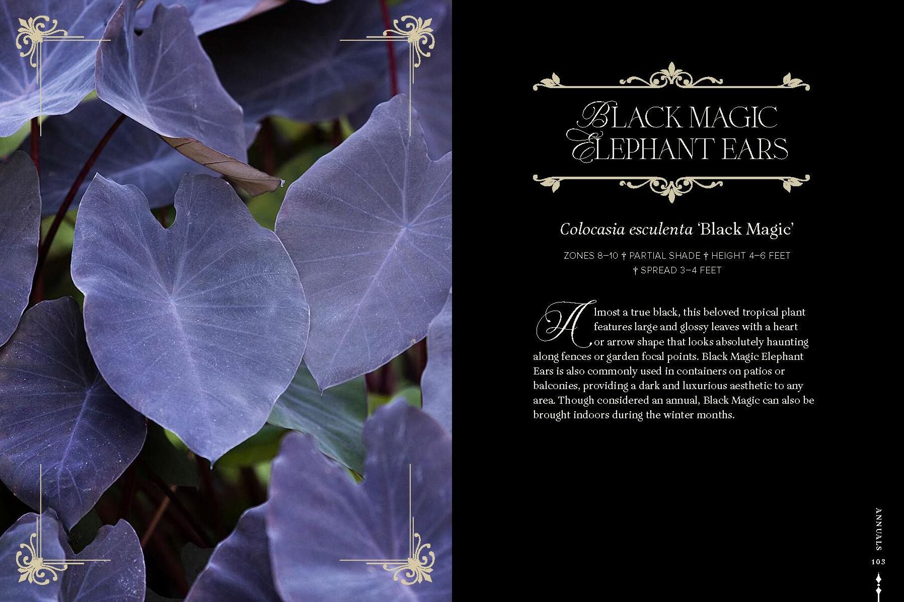 Darkness in Bloom: A Gothic Guide to Dramatic and Moody Plants
