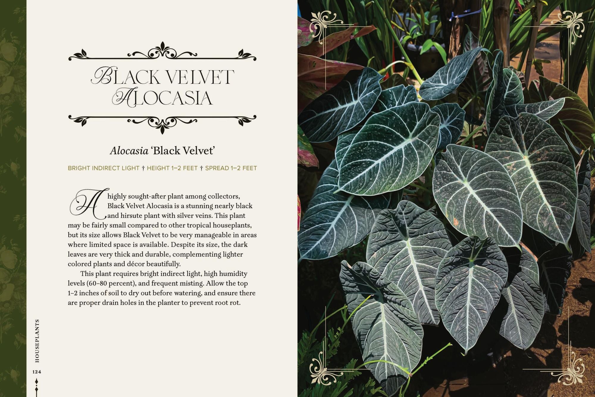 Darkness in Bloom: A Gothic Guide to Dramatic and Moody Plants