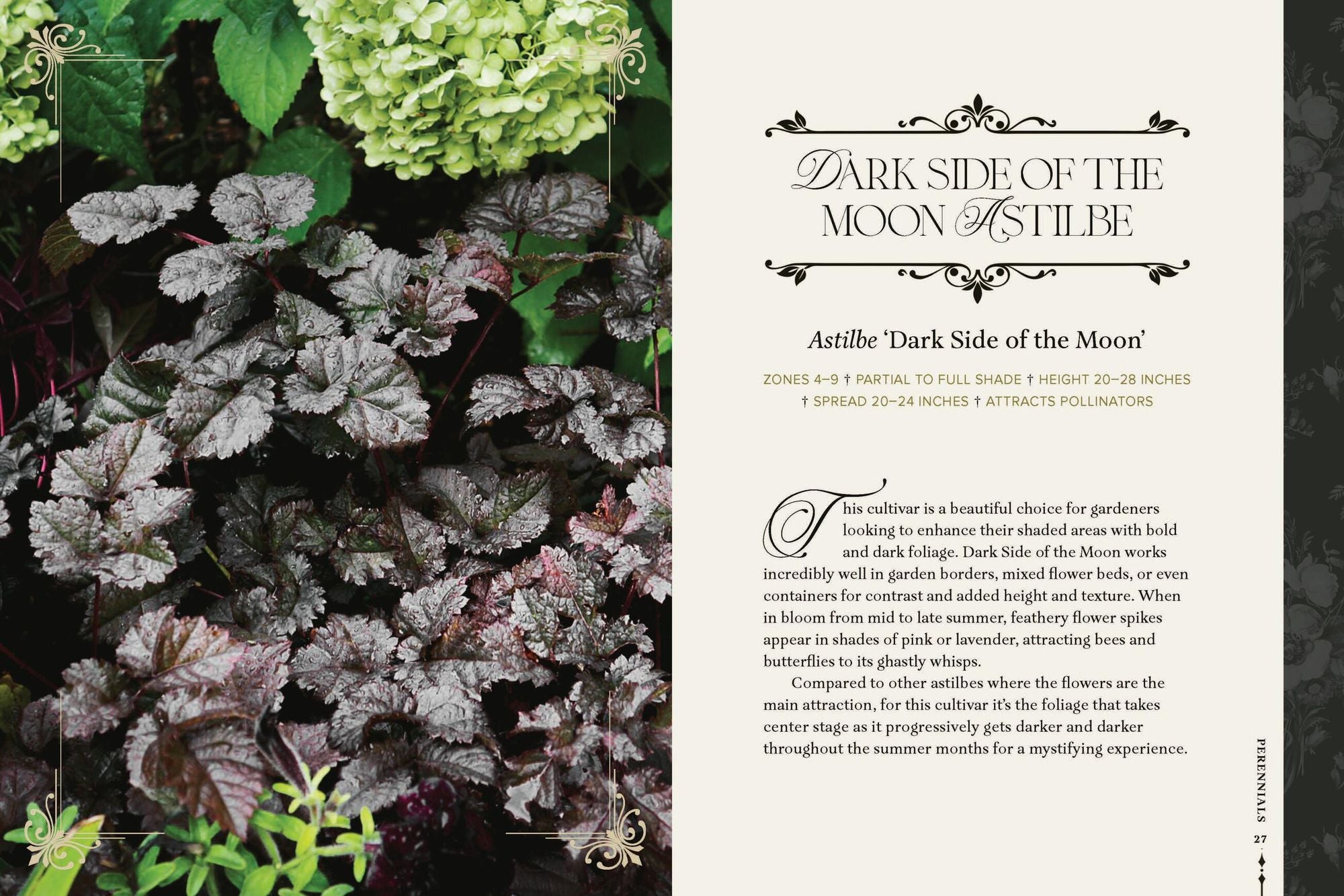 Darkness in Bloom: A Gothic Guide to Dramatic and Moody Plants