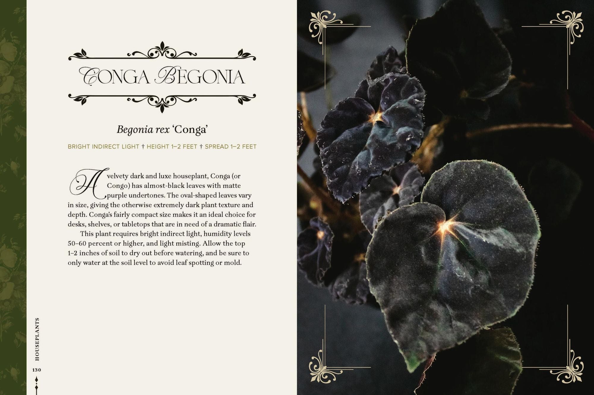 Darkness in Bloom: A Gothic Guide to Dramatic and Moody Plants