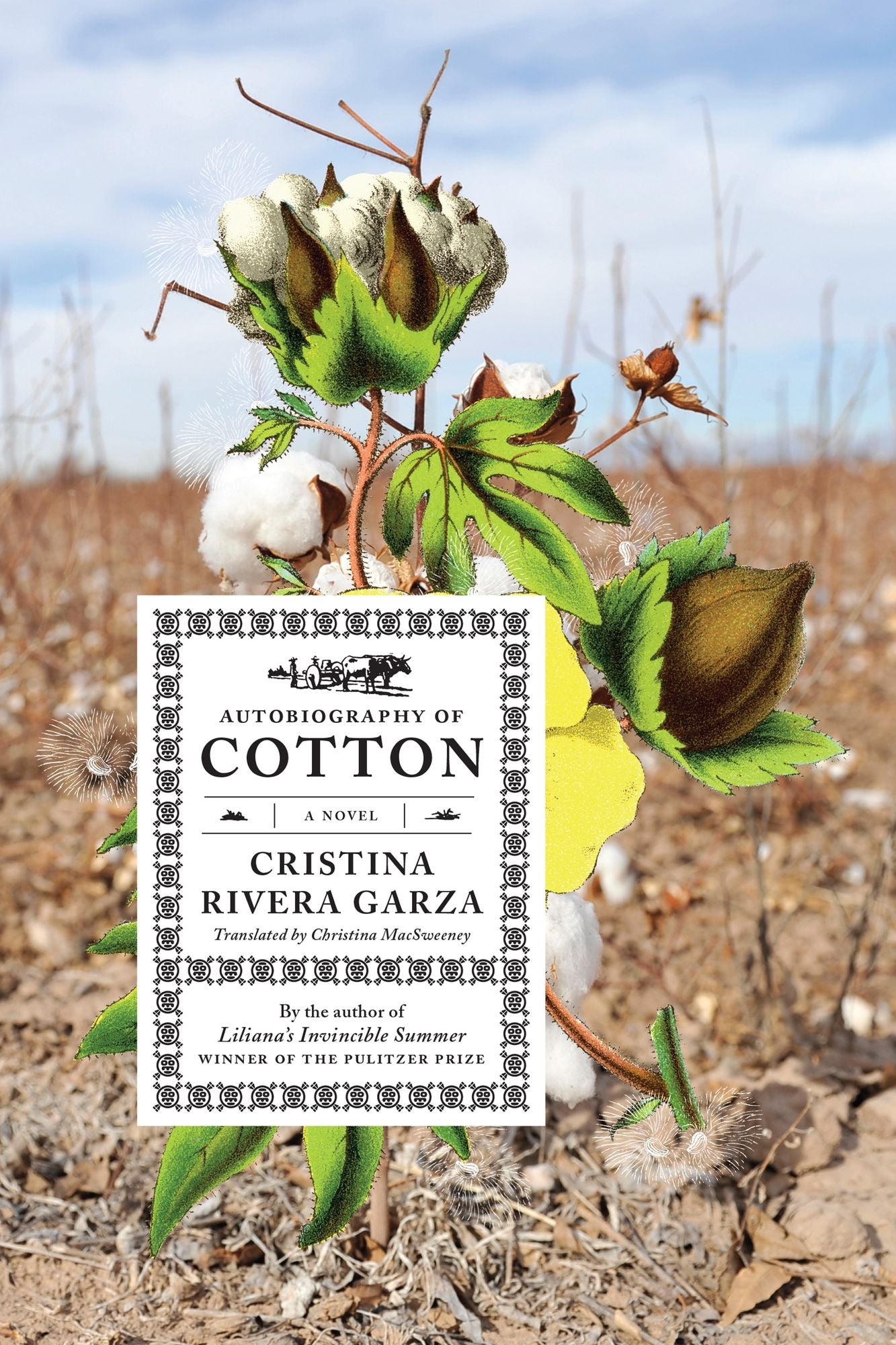 Autobiography of Cotton: A Novel