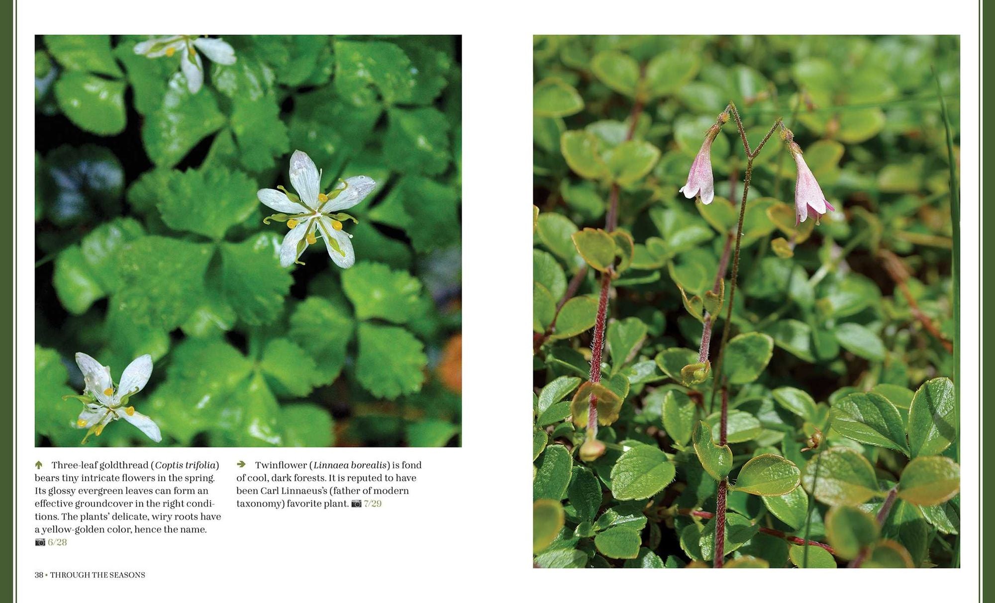 Through the Seasons: A Botanical Odyssey of the Native Plants of the Northeast