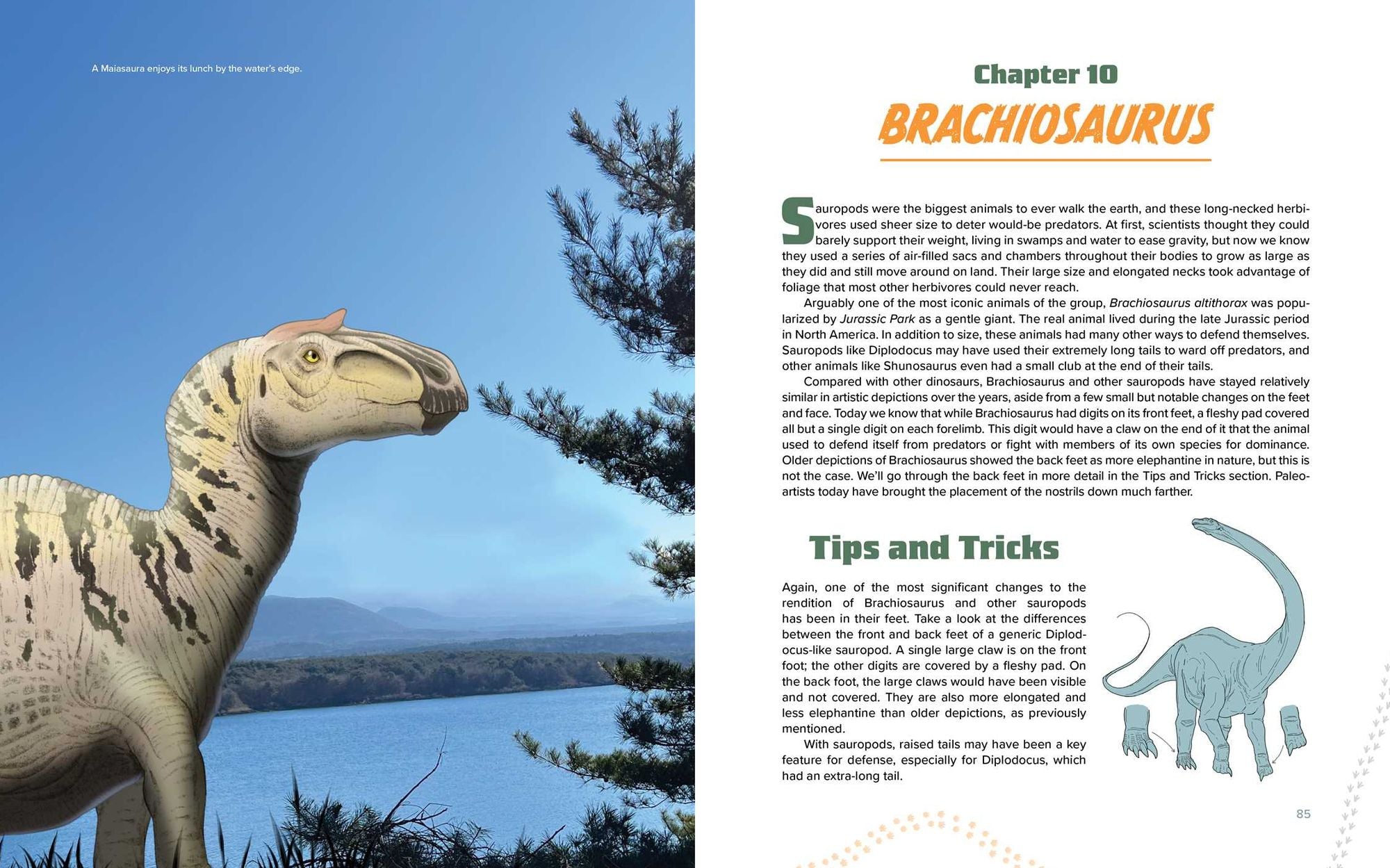 Drawing Dinosaurs: How to Draw Scientifically Accurate Prehistoric Creatures, Including T.rex, Stegosaurus, Velociraptor, Spinosaurus, and More (How to Draw Books)