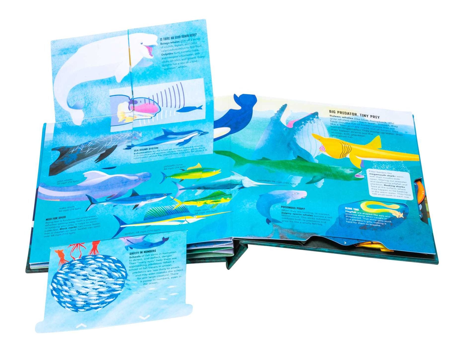 Teeth, Tentacles, and Tail Fins (Reinhart Pop-Up Studio): A Wild Ocean Pop-Up (Reinhart Studios) (Ocean Book for Kids, Shark Book for Kids, Nature Book for Kids)