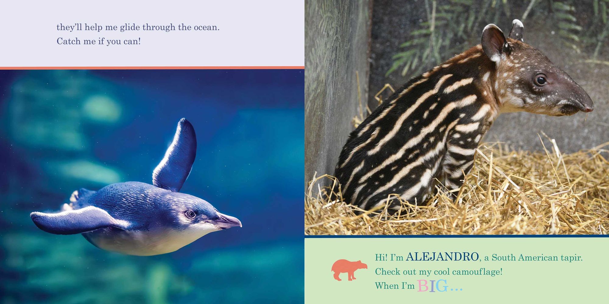 ZooBorns! When I'm Big