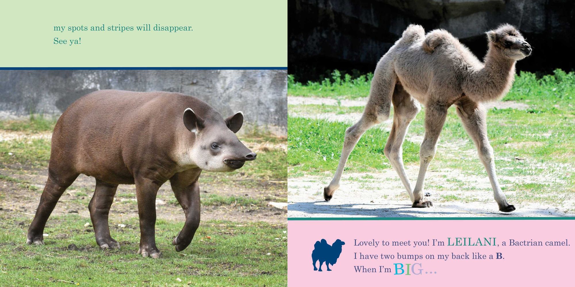 ZooBorns! When I'm Big