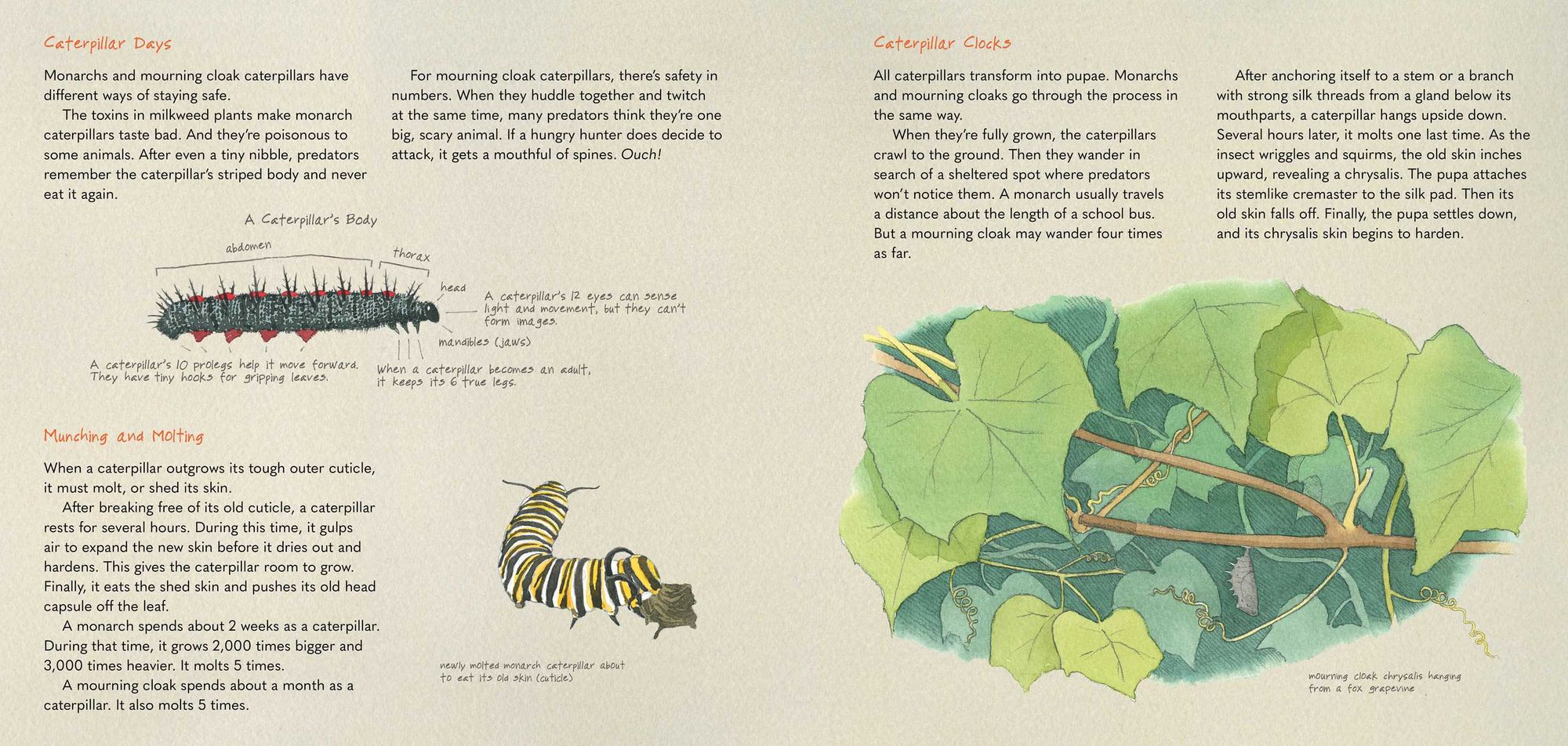 Monarch and Mourning Cloak: A Butterfly Journal