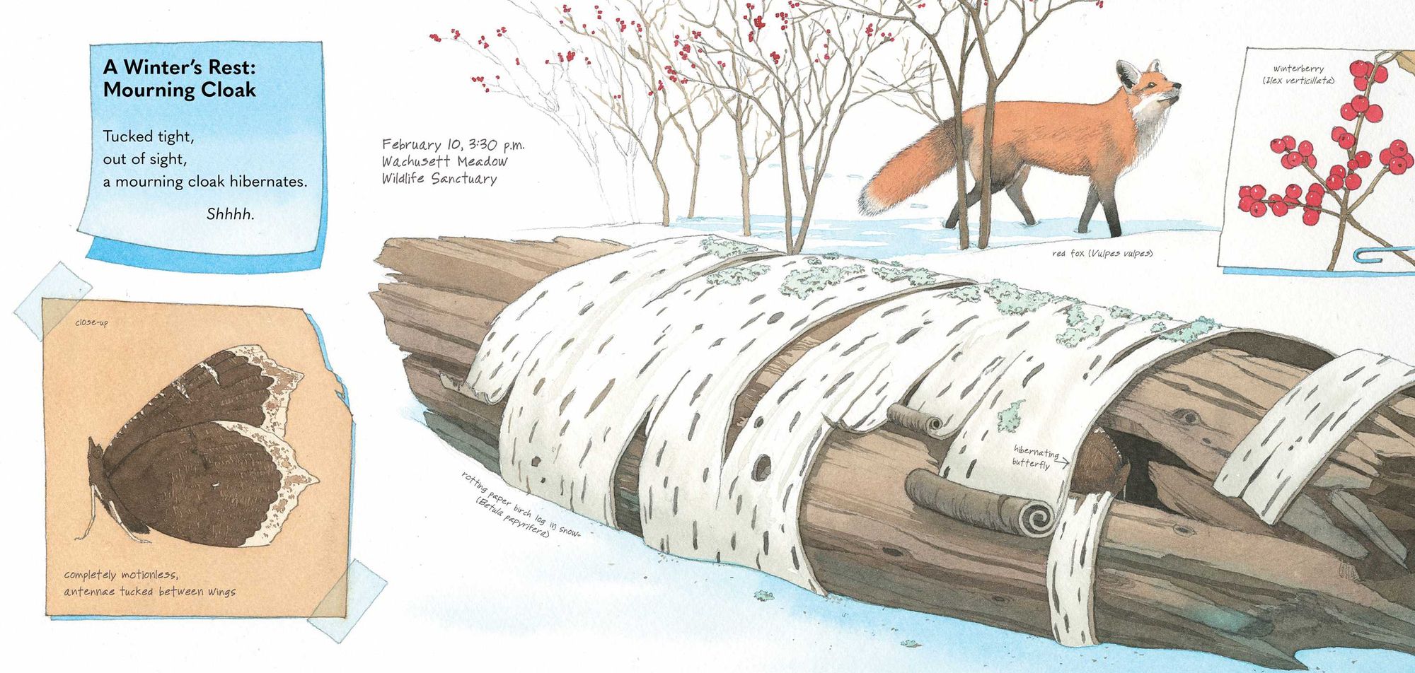 Monarch and Mourning Cloak: A Butterfly Journal