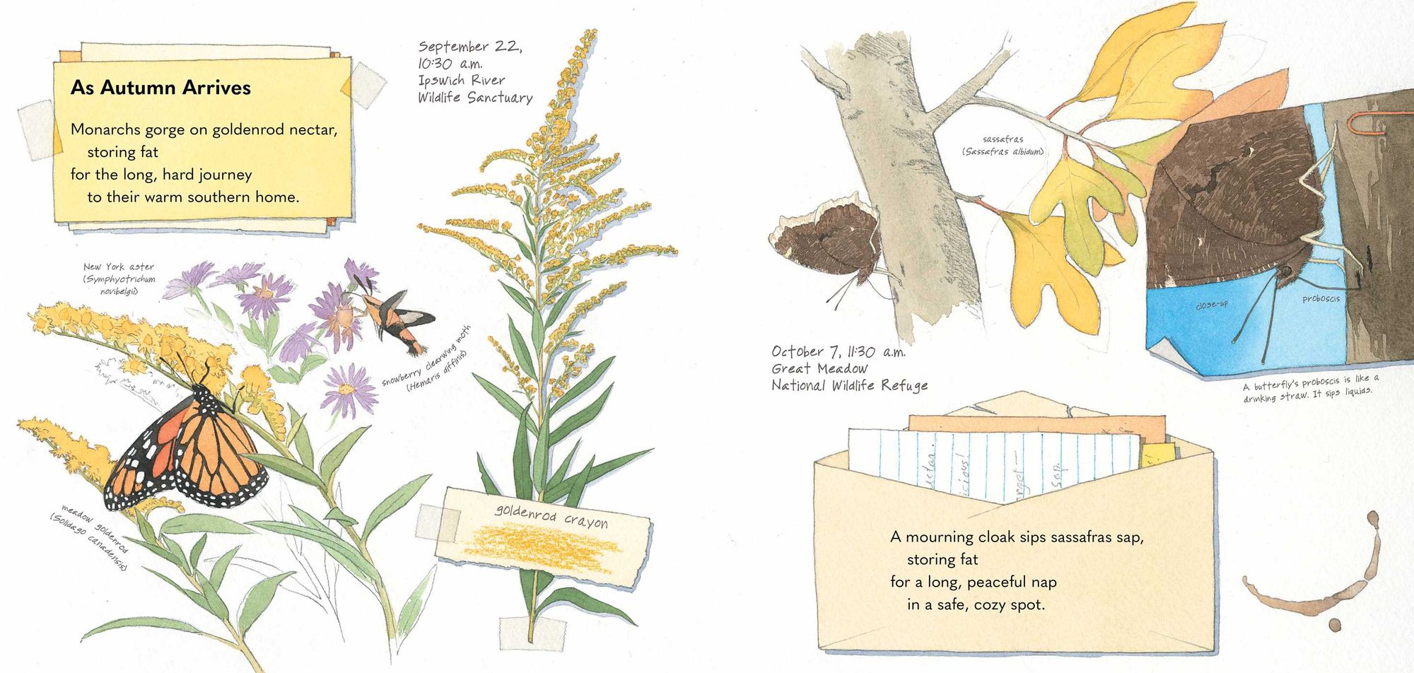 Monarch and Mourning Cloak: A Butterfly Journal