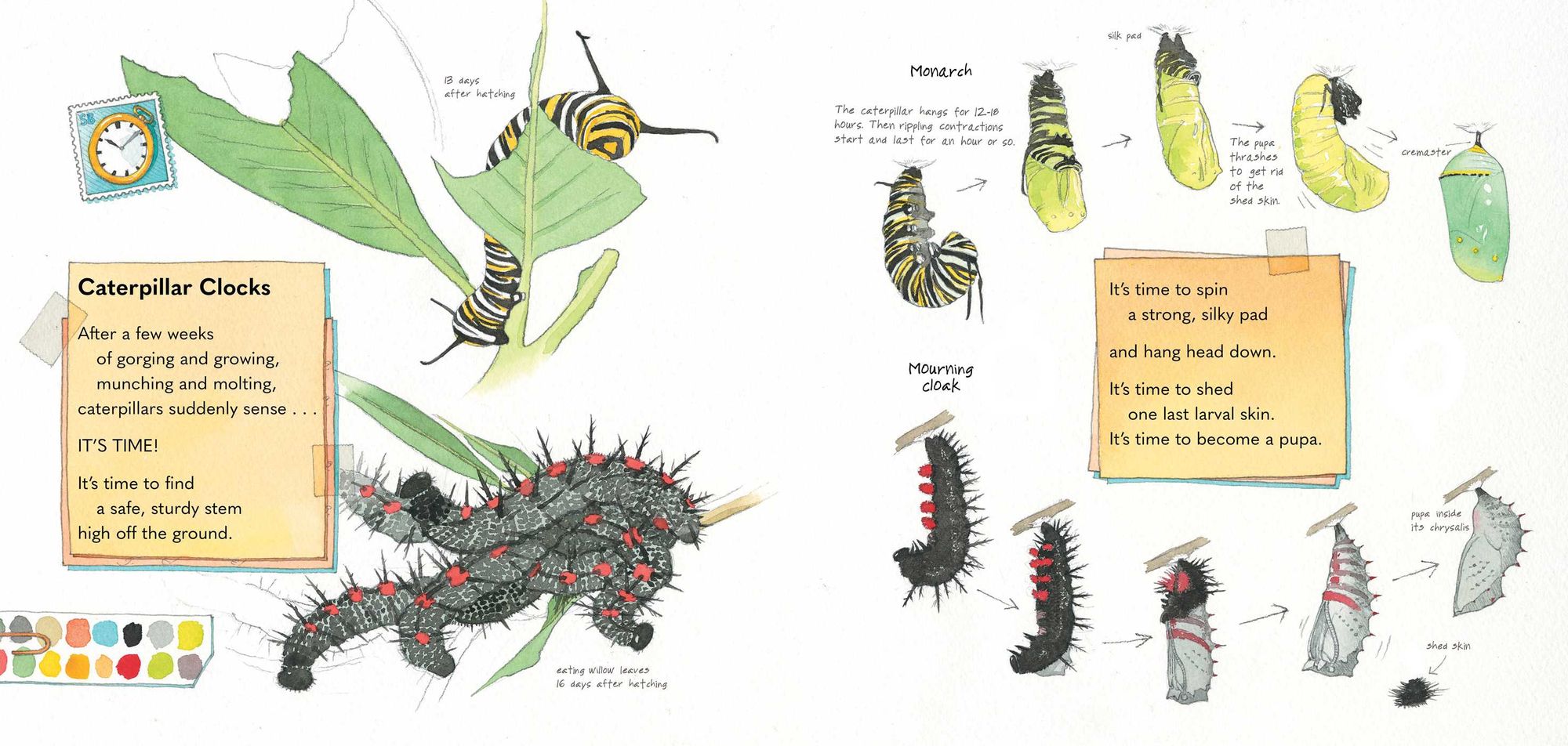 Monarch and Mourning Cloak: A Butterfly Journal