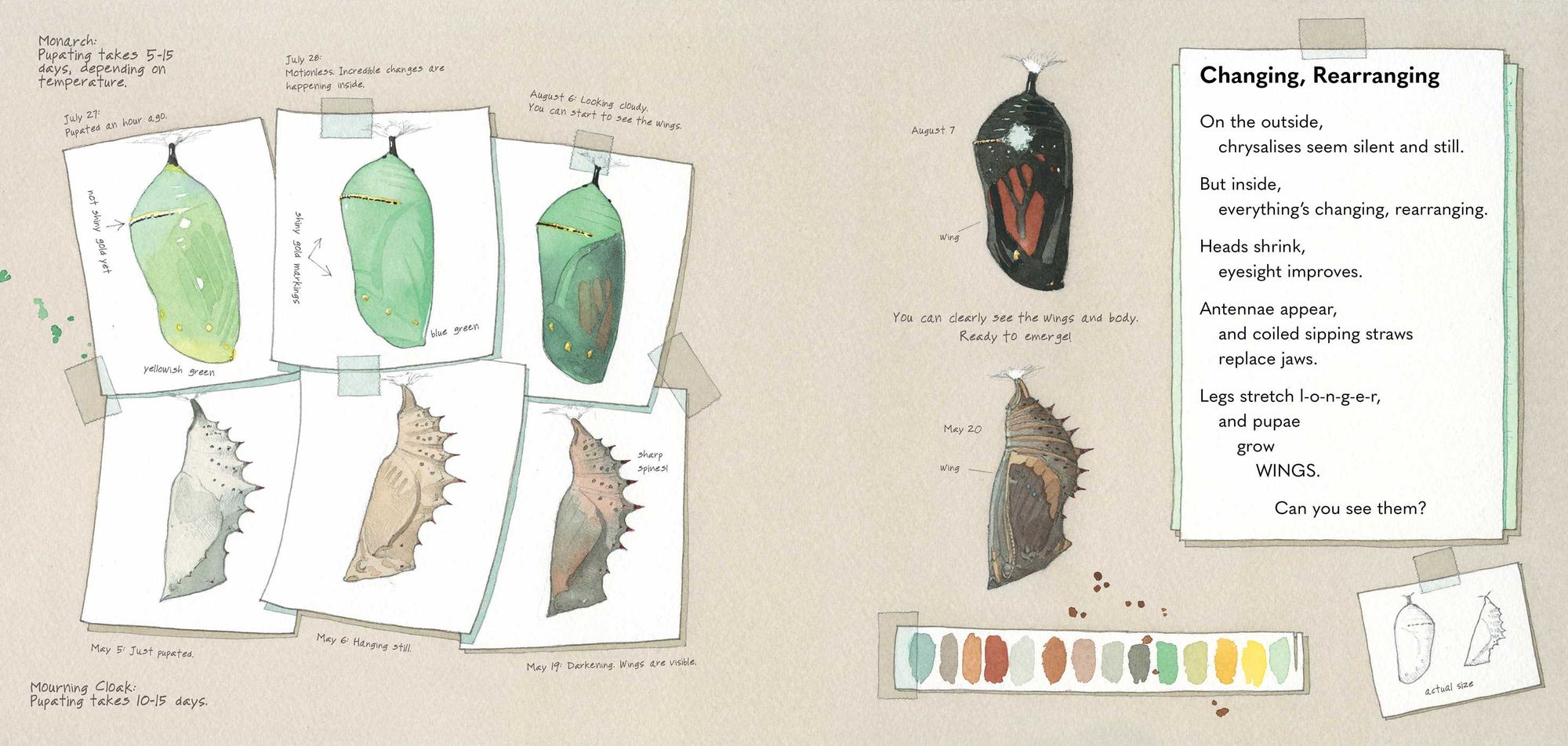 Monarch and Mourning Cloak: A Butterfly Journal