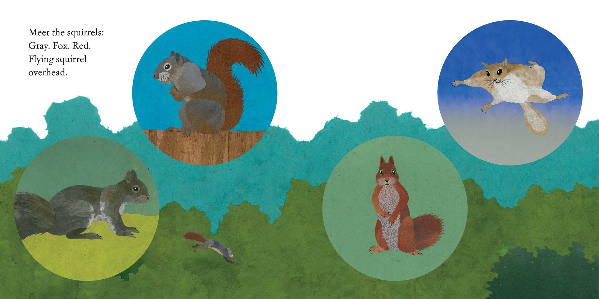 Squirrels Leap, Squirrels Sleep