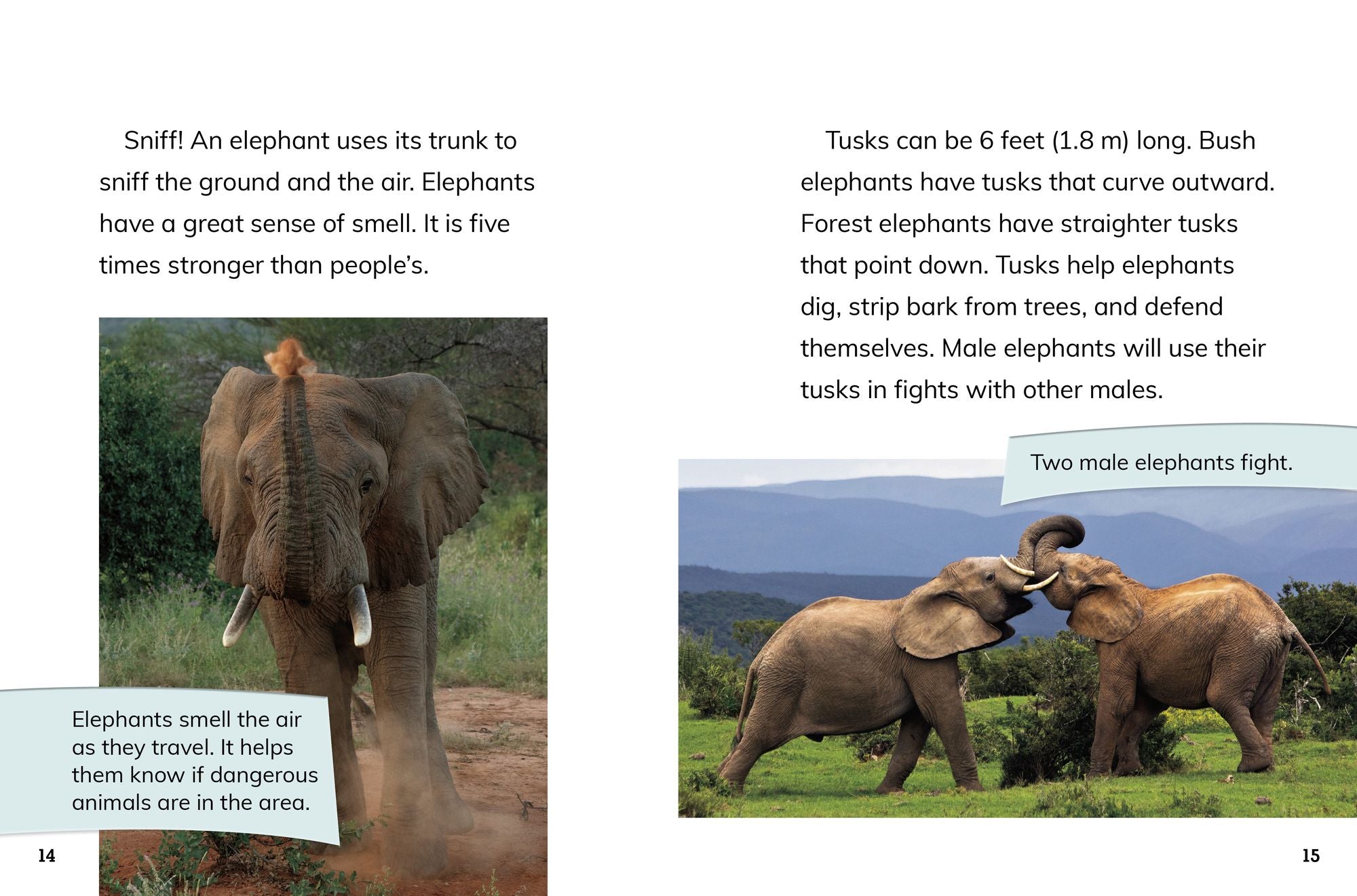 Elephant Cows: Heads of the Herd