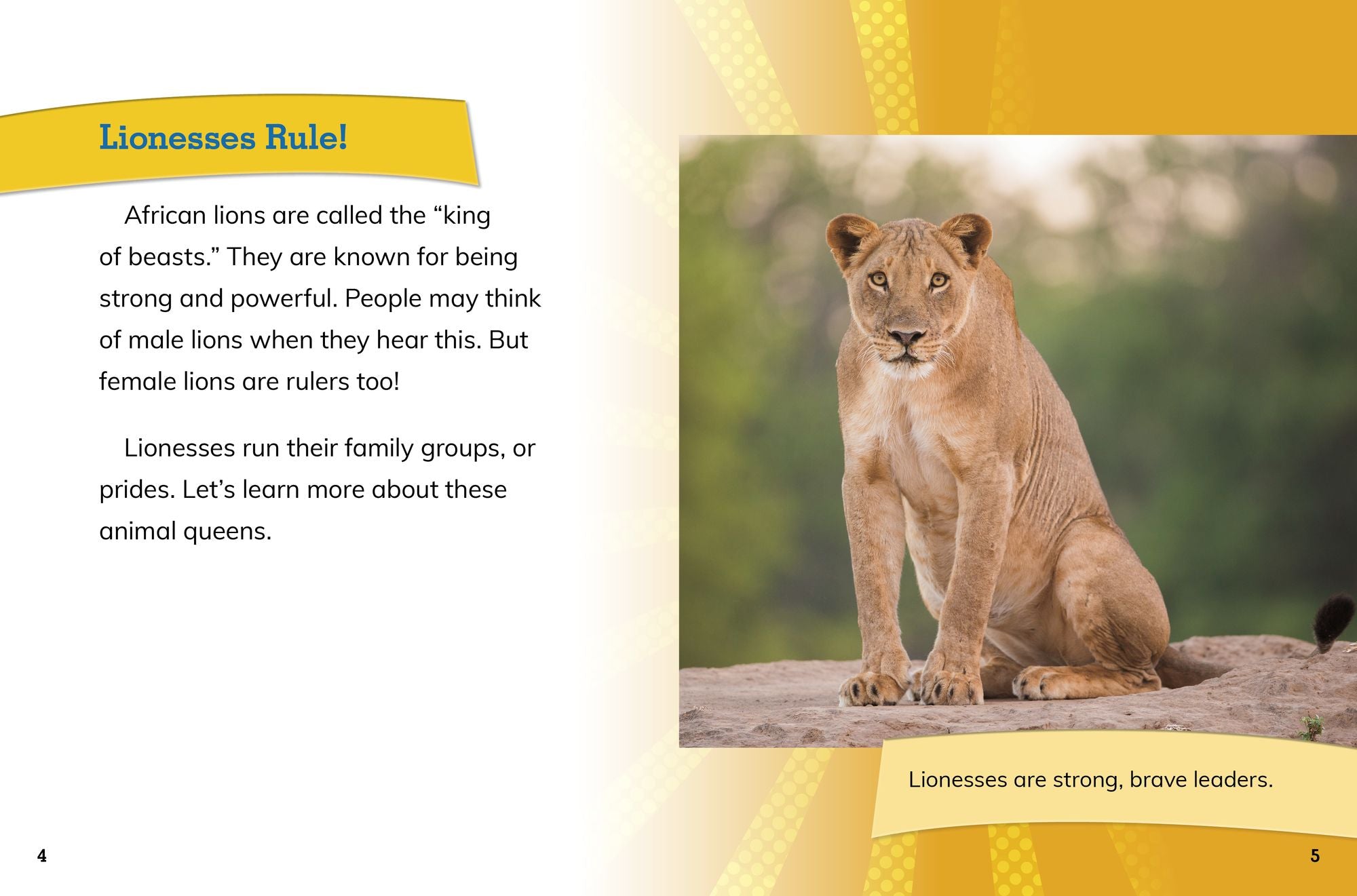 African Lionesses: Hunters of the Pride