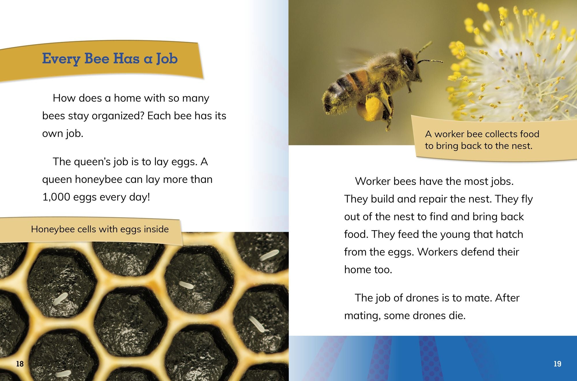 Bee Queens: Rulers of the Hive