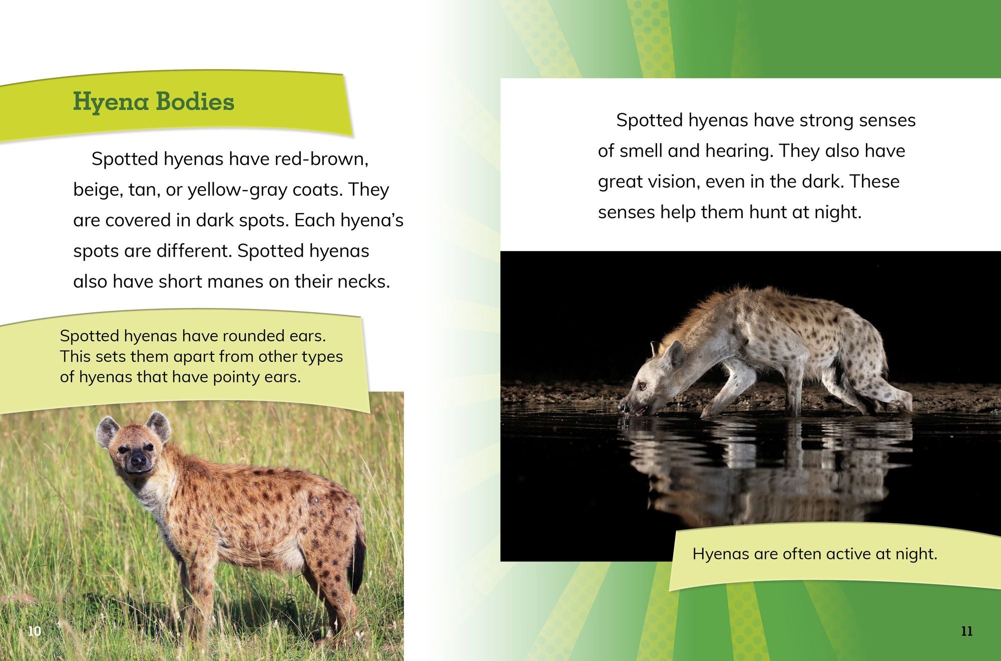 Female Spotted Hyenas: Commanders of the Clan