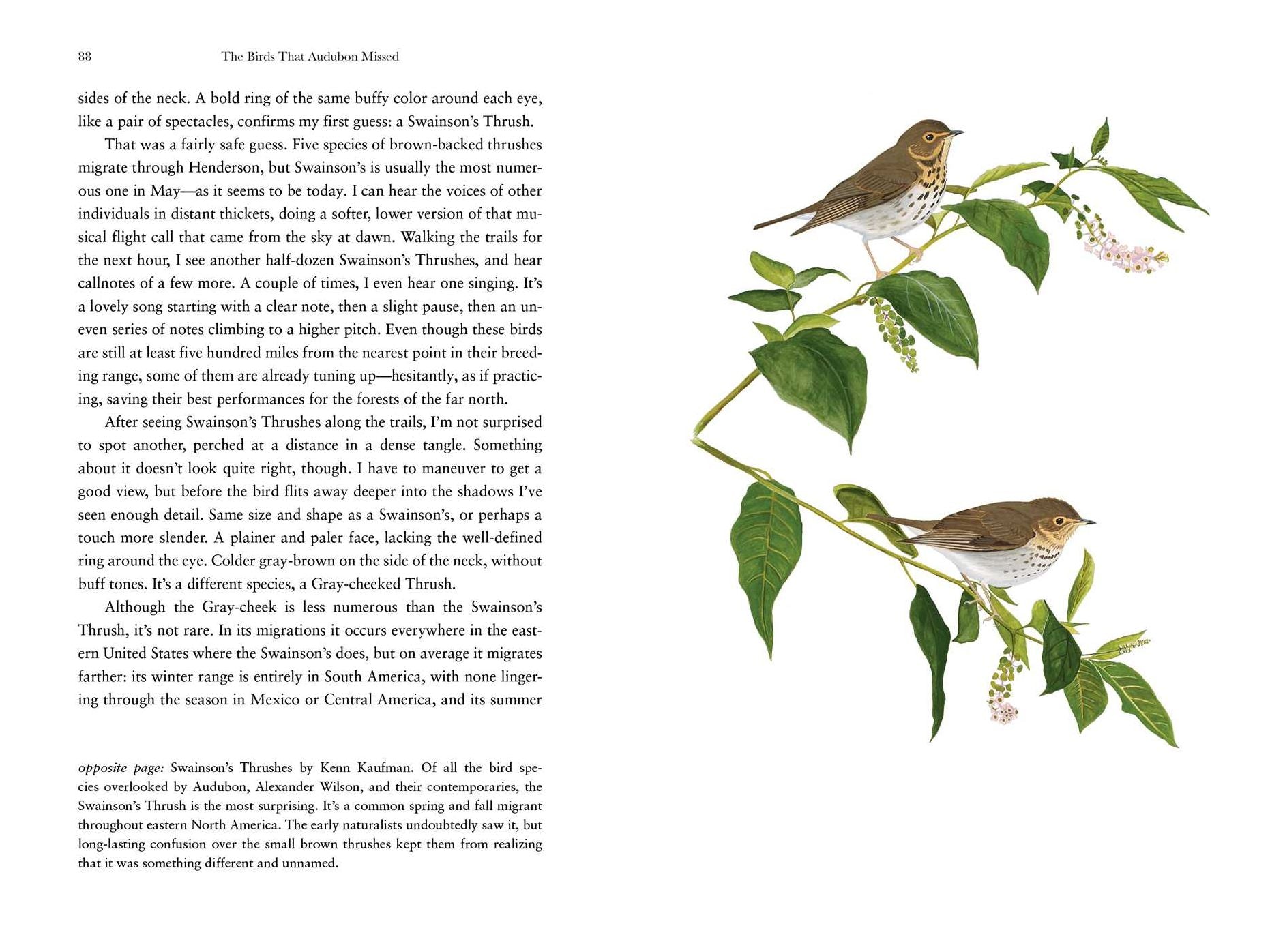 The Birds That Audubon Missed: Discovery and Desire in the American Wilderness