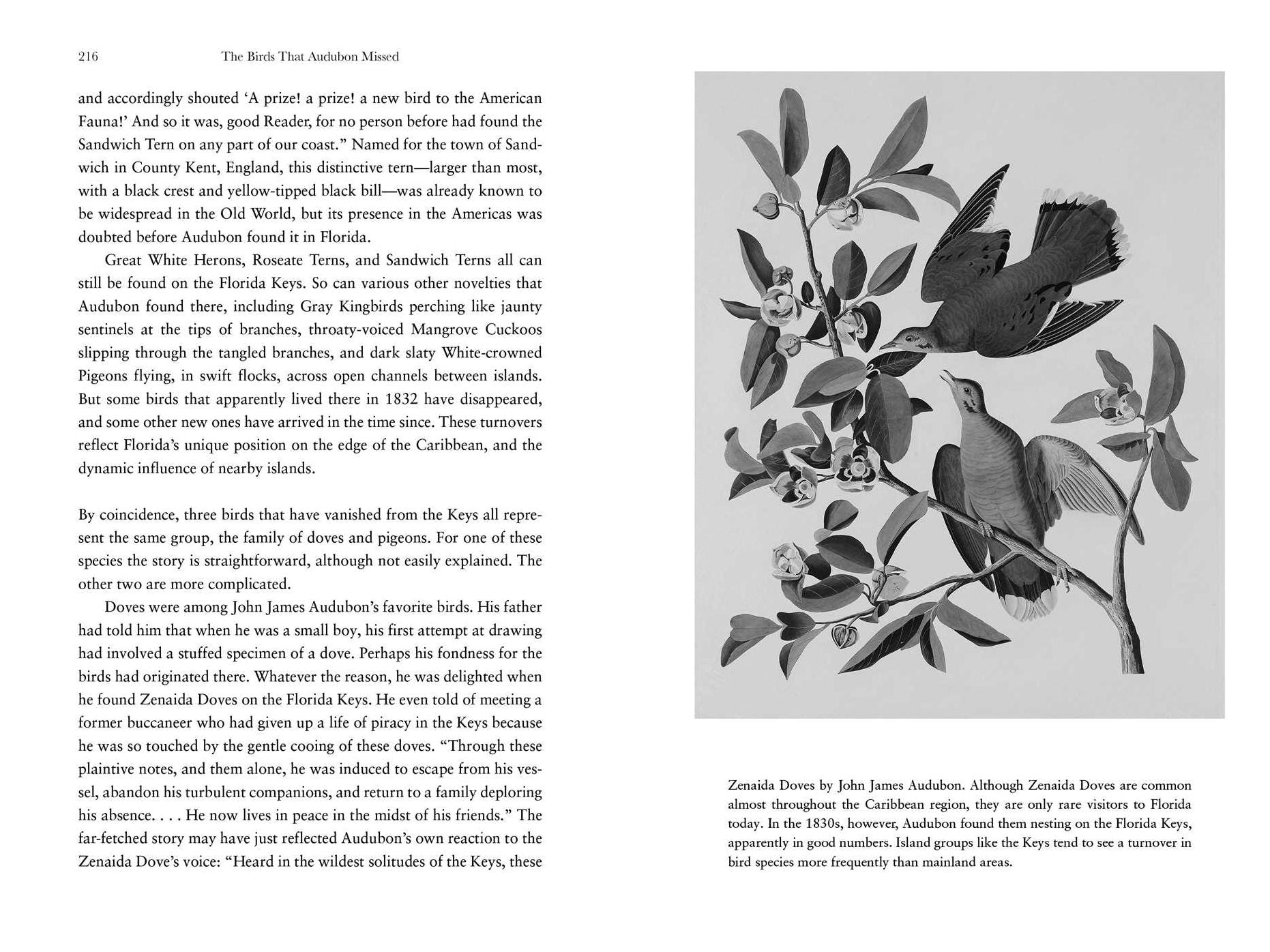 The Birds That Audubon Missed: Discovery and Desire in the American Wilderness