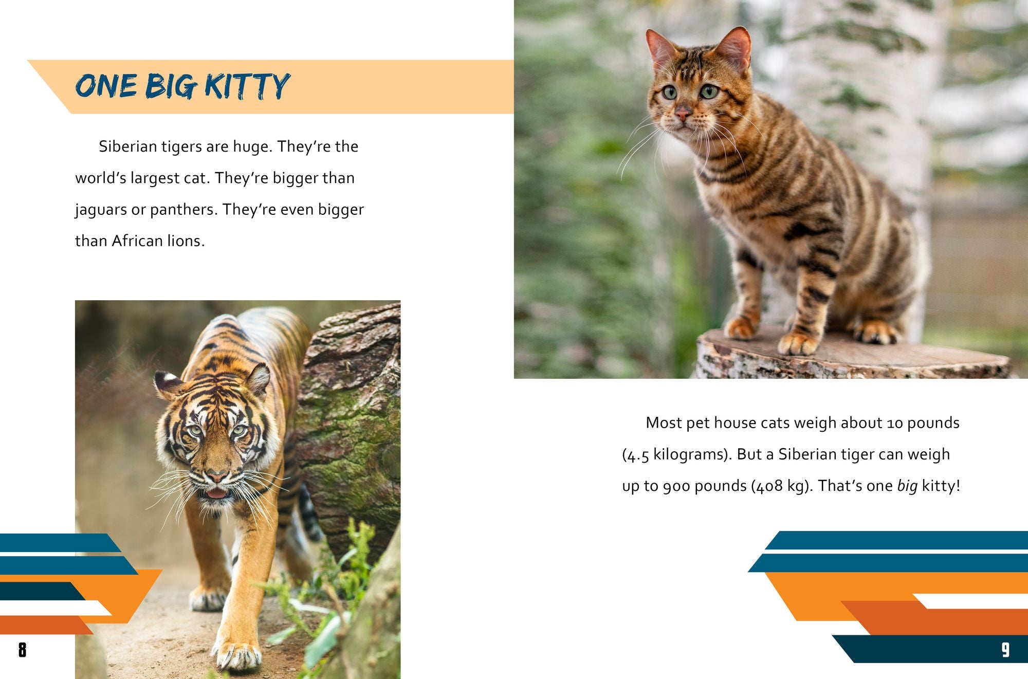 Siberian Tiger vs. Saber-Tooth Cat