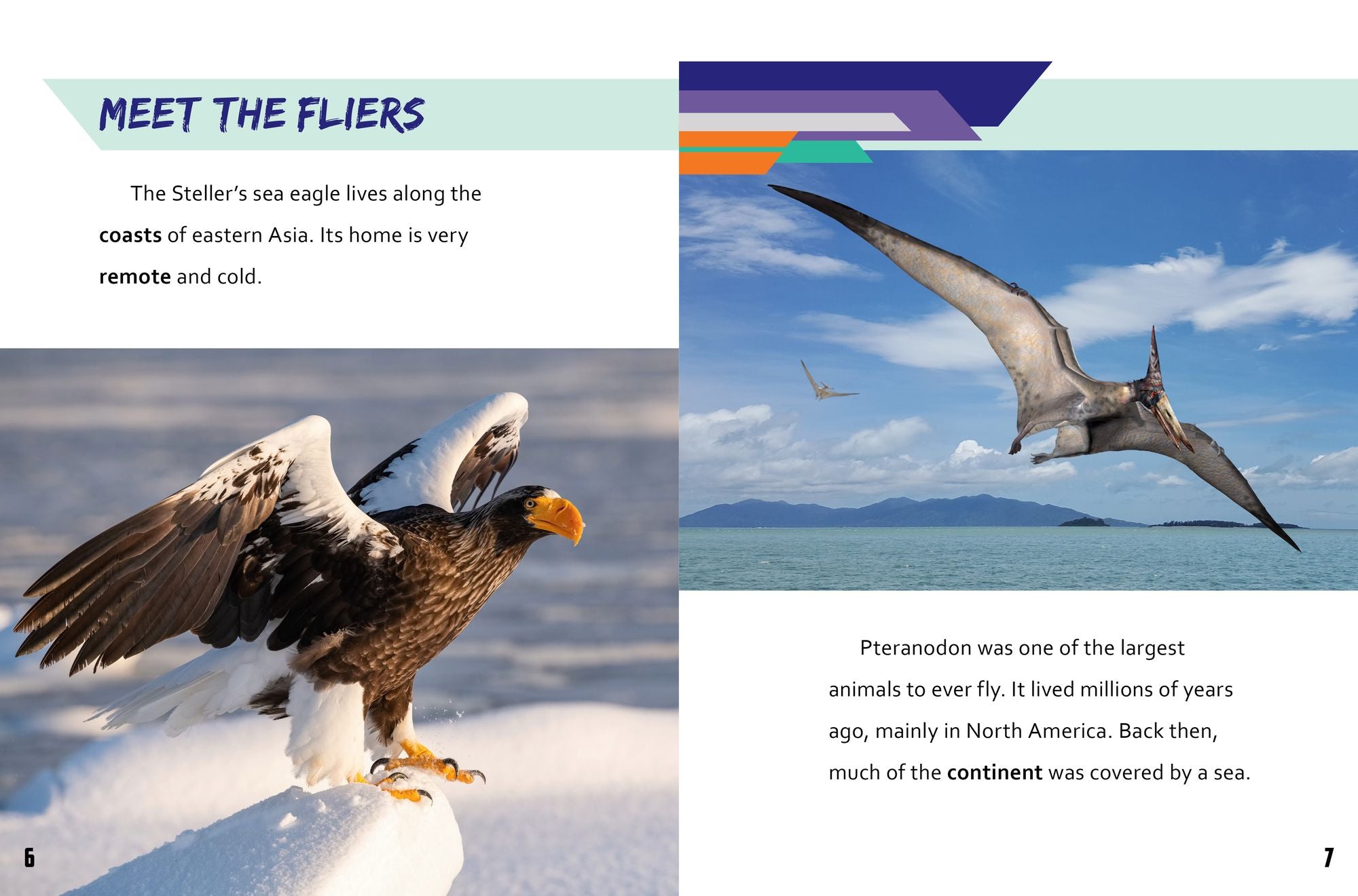 Steller's Sea Eagle vs. Pteranodon
