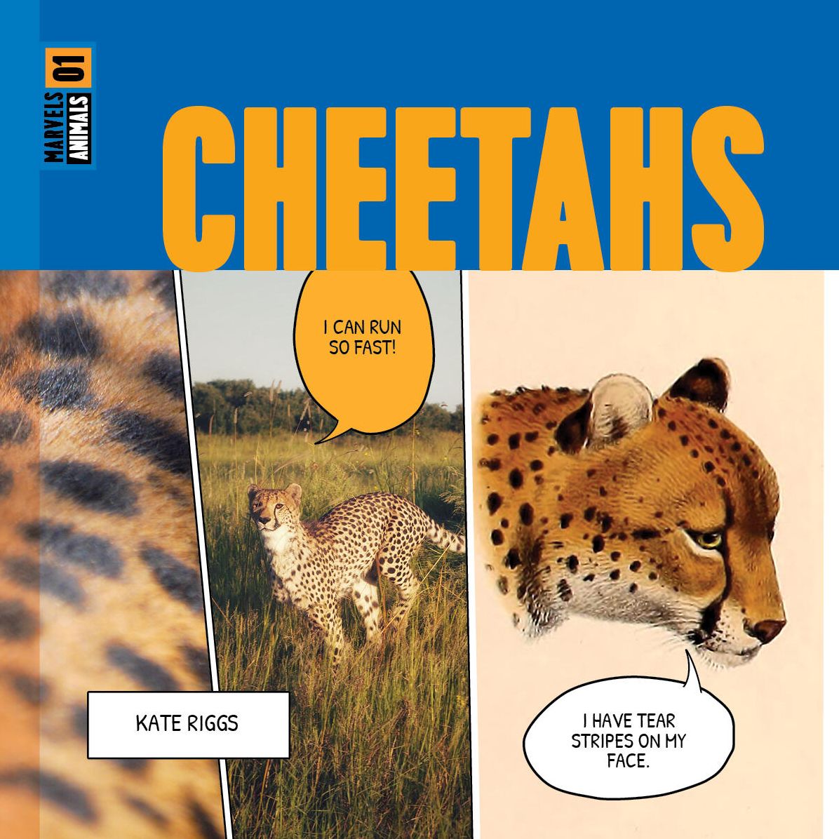 Cheetahs