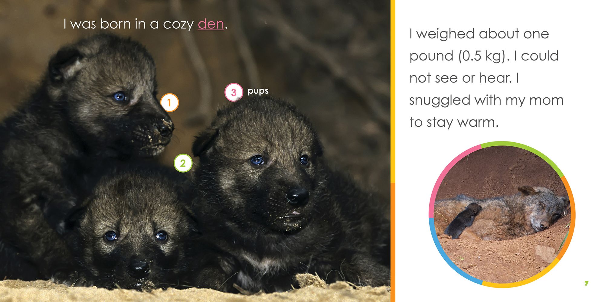 Baby Wolves