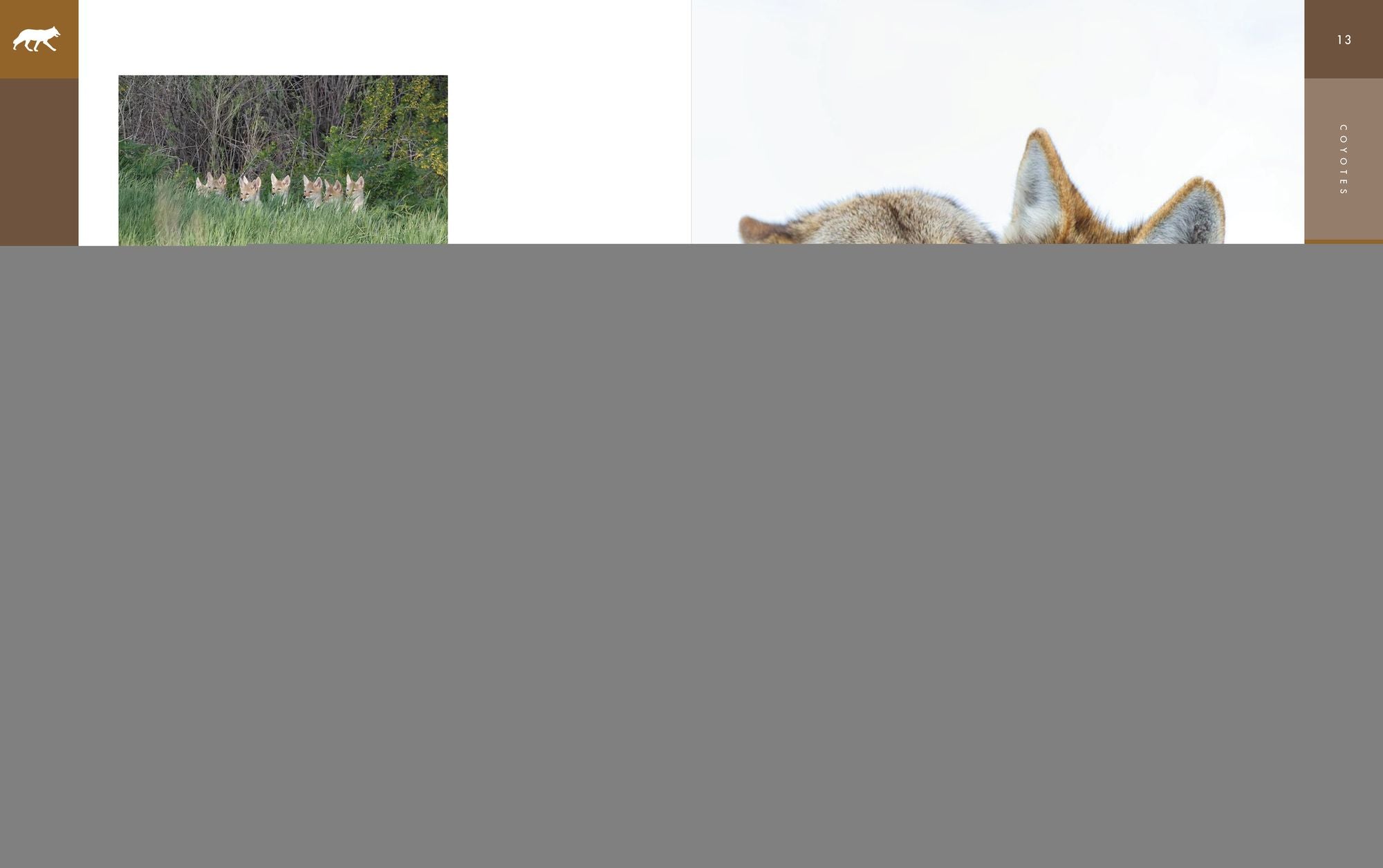 Coyotes