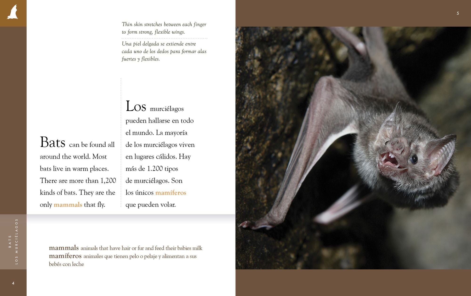 Bats / Los murcielagos