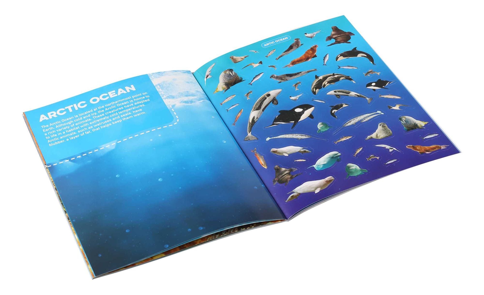 Discovery Real Life Sticker Book: Ocean