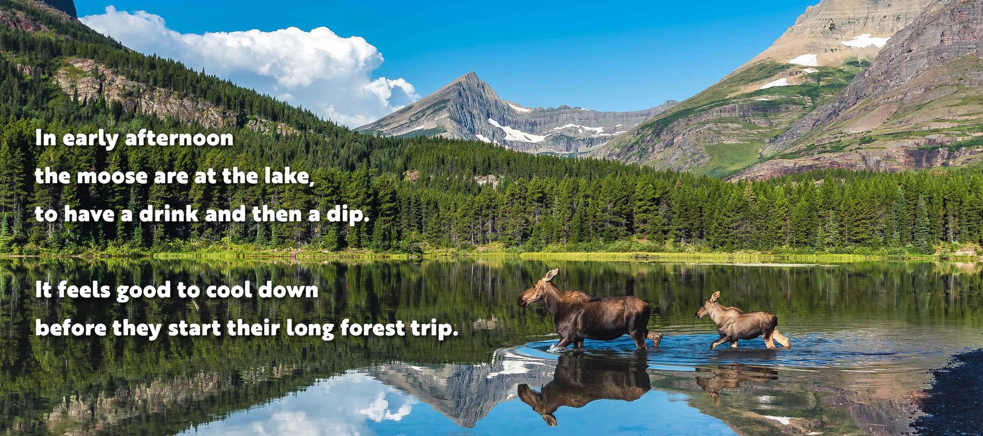 Animal Adventures: Day in the Forest