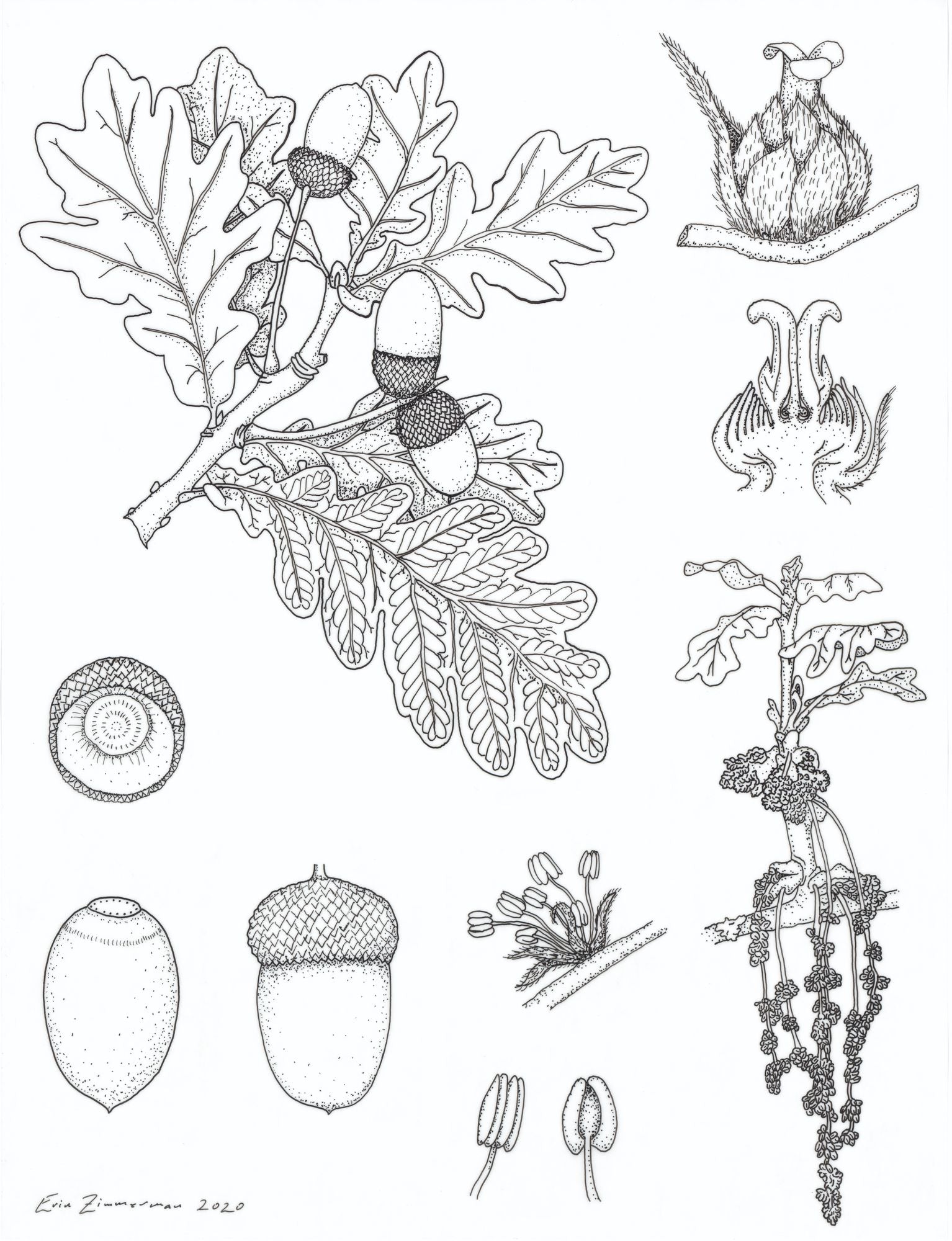 Unrooted: Botany, Motherhood, and the Fight to Save an Old Science