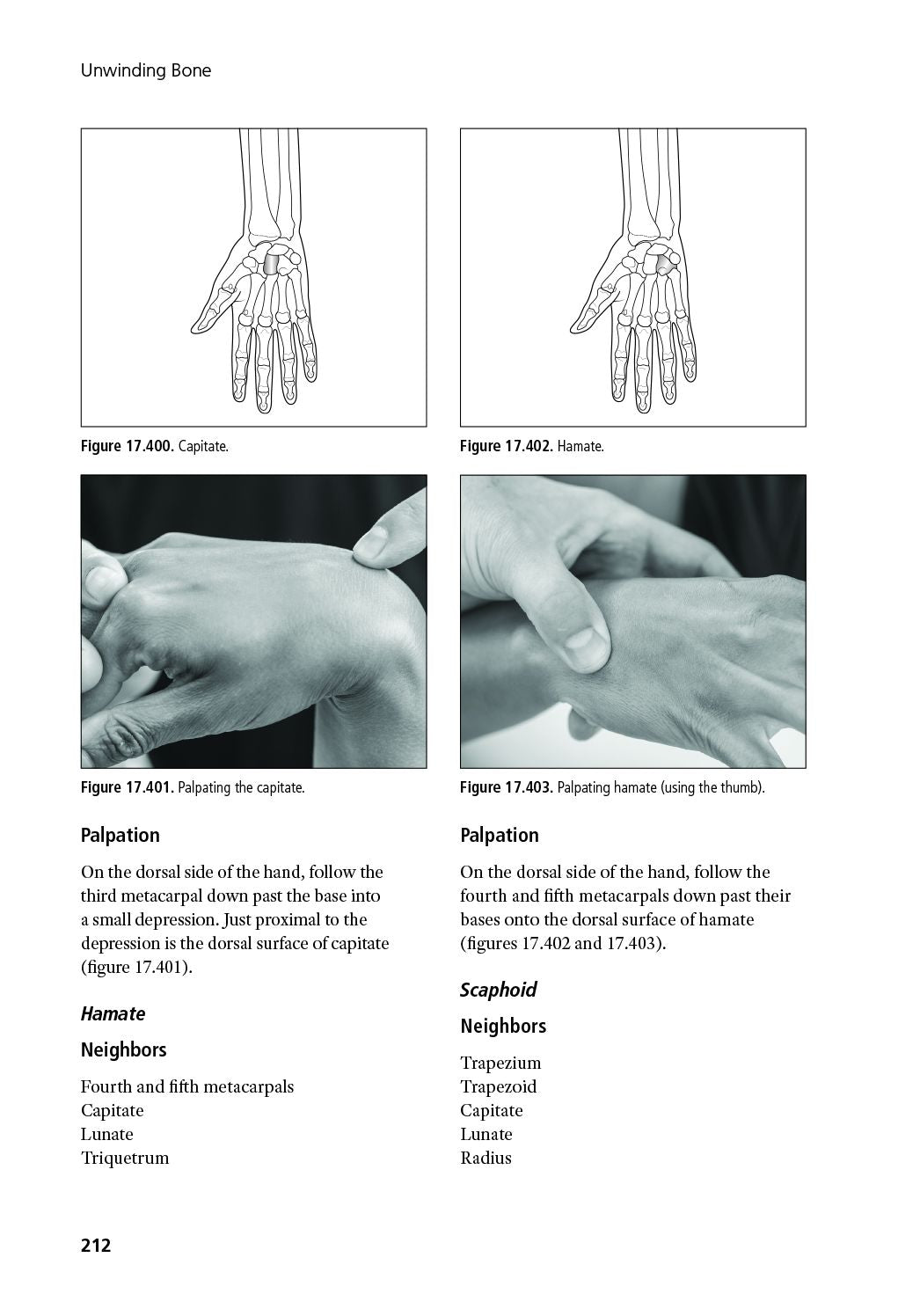 Unwinding Bone: A Complete Guide to Biodynamic Skeletal Therapy for Myofascial and Manual Therapists