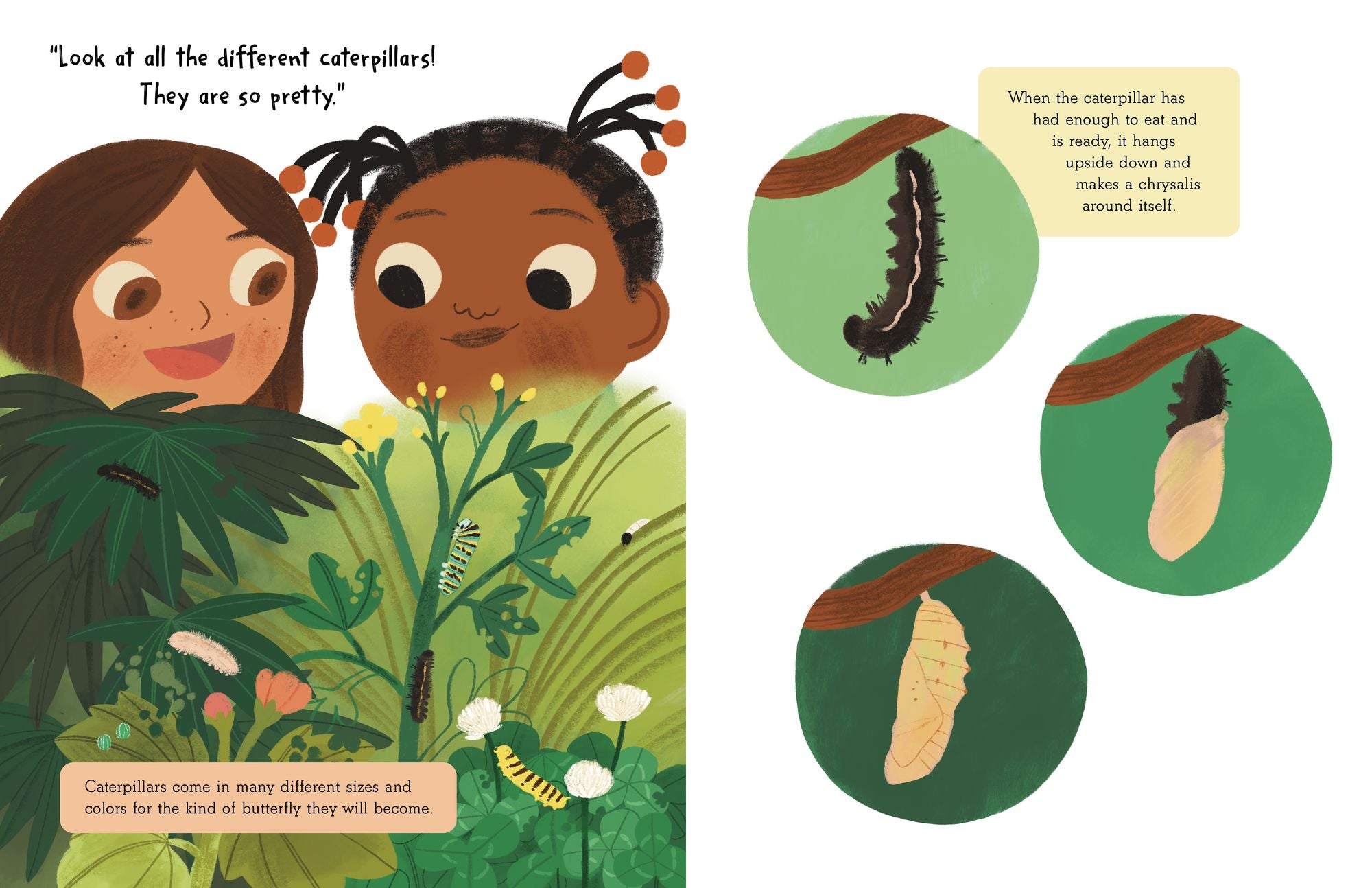 The Story of a Butterfly: Learn about the life cycle and habitat of the Painted Lady