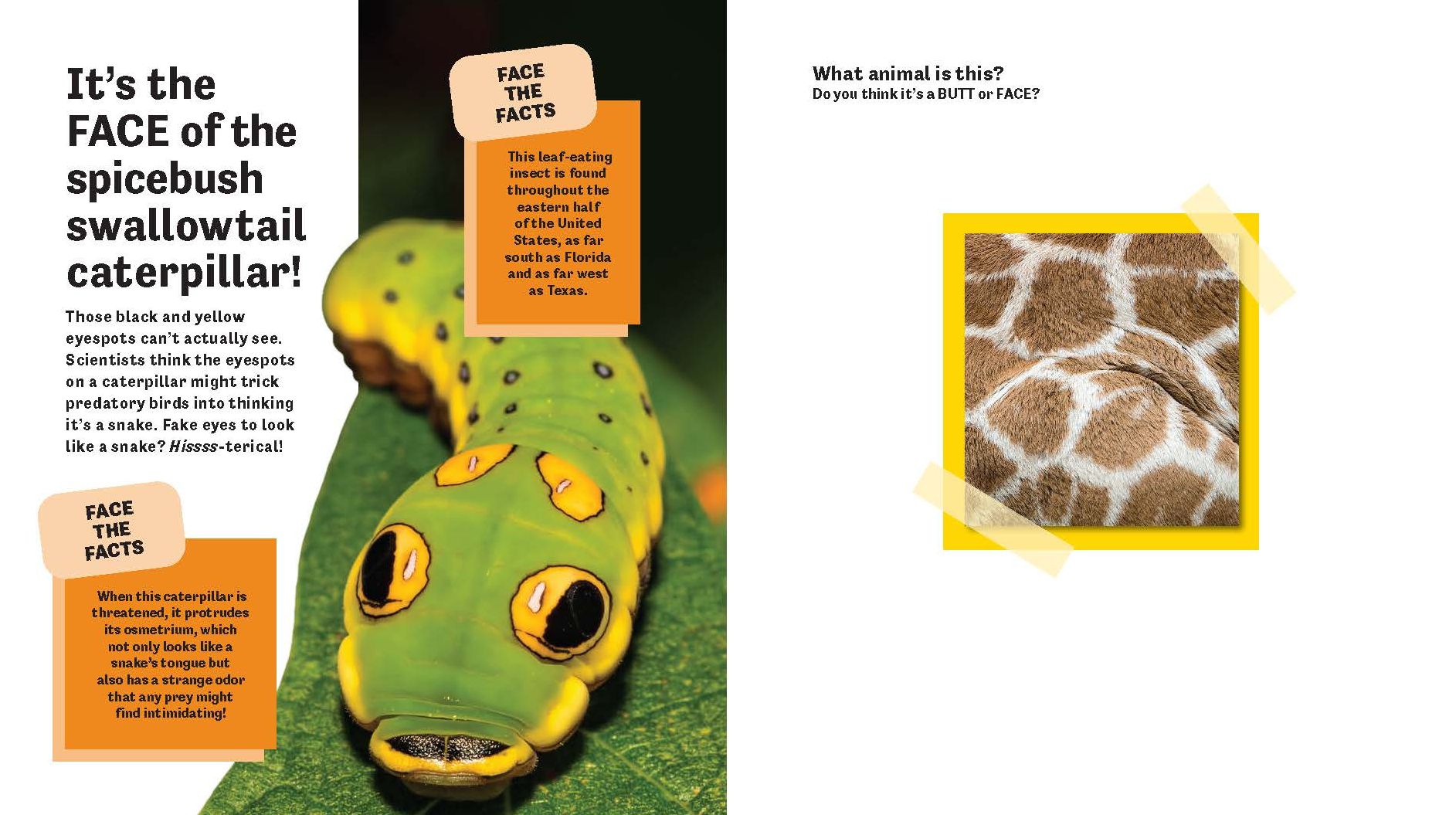 Butt or Face? Volume 2: Revenge of the Butts