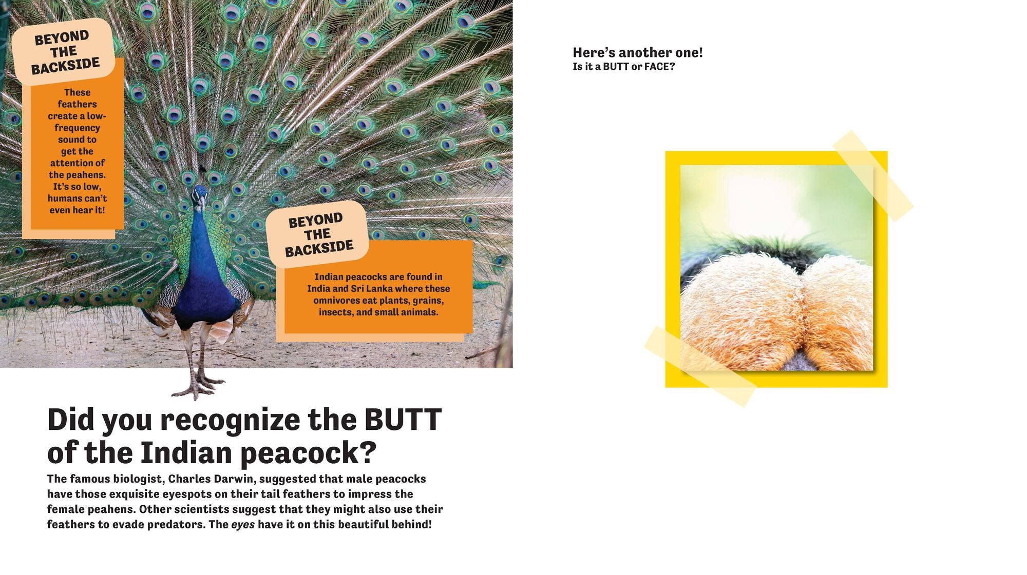 Butt or Face? Volume 2: Revenge of the Butts