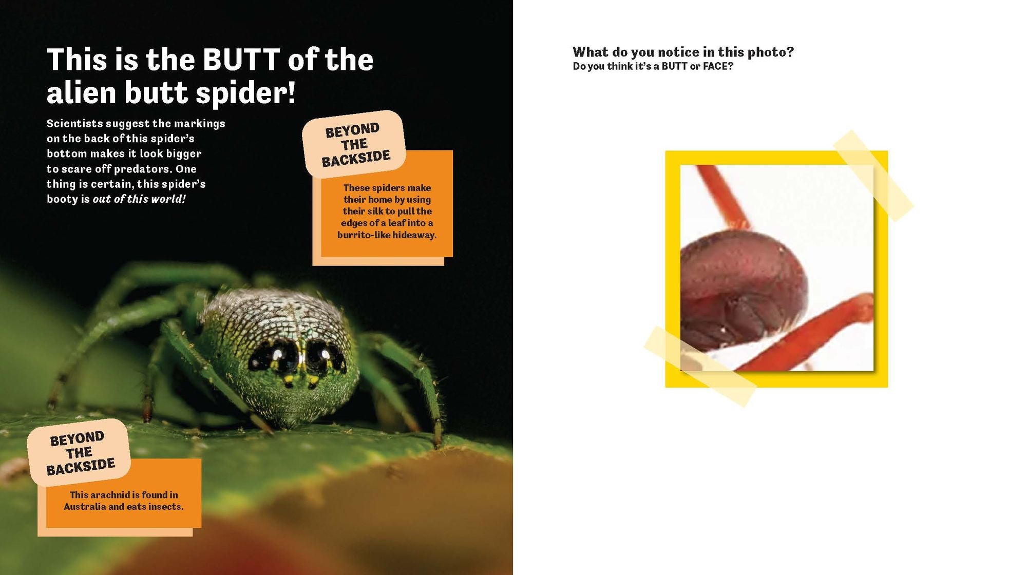 Butt or Face? Volume 2: Revenge of the Butts