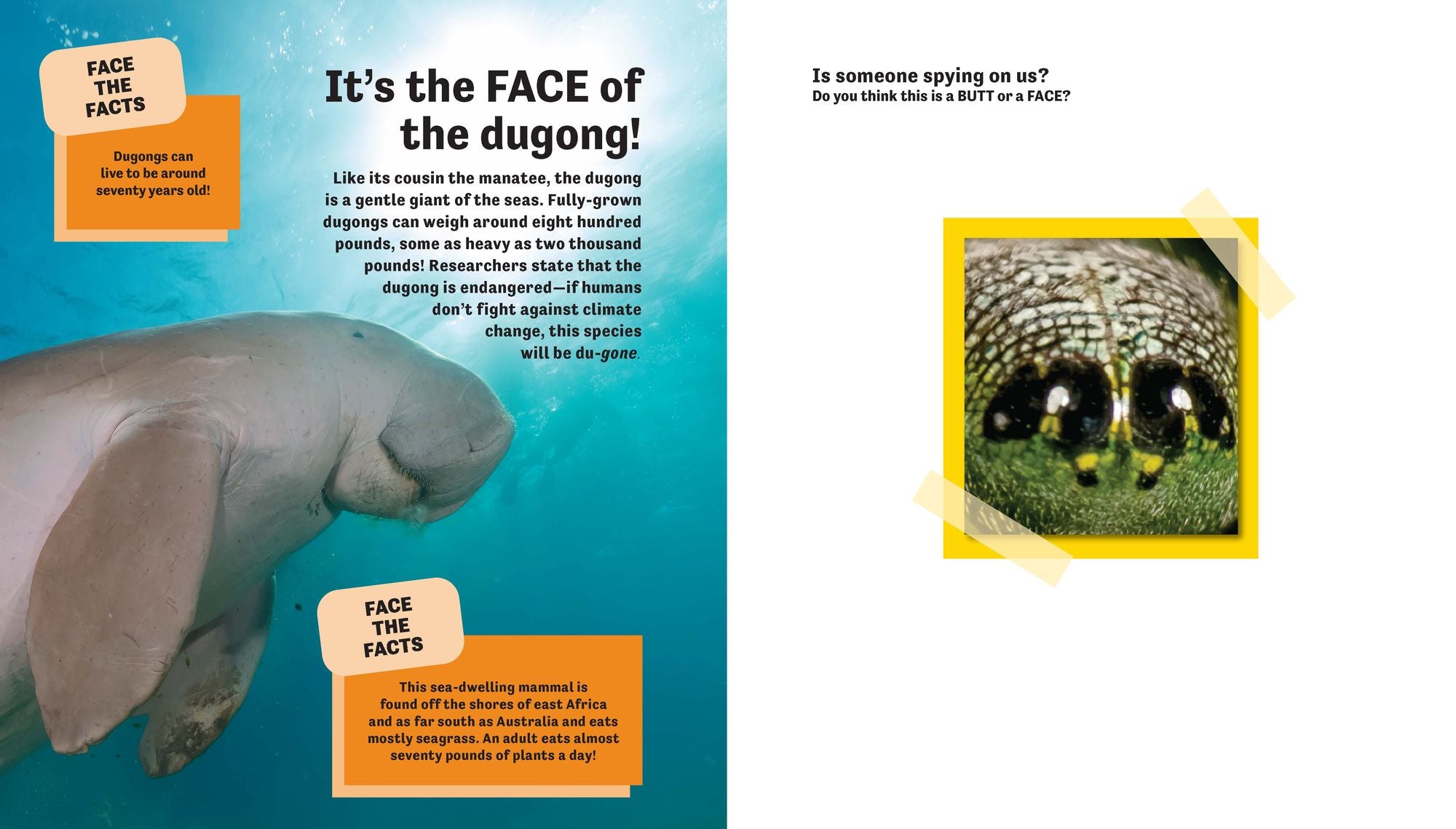 Butt or Face? Volume 2: Revenge of the Butts