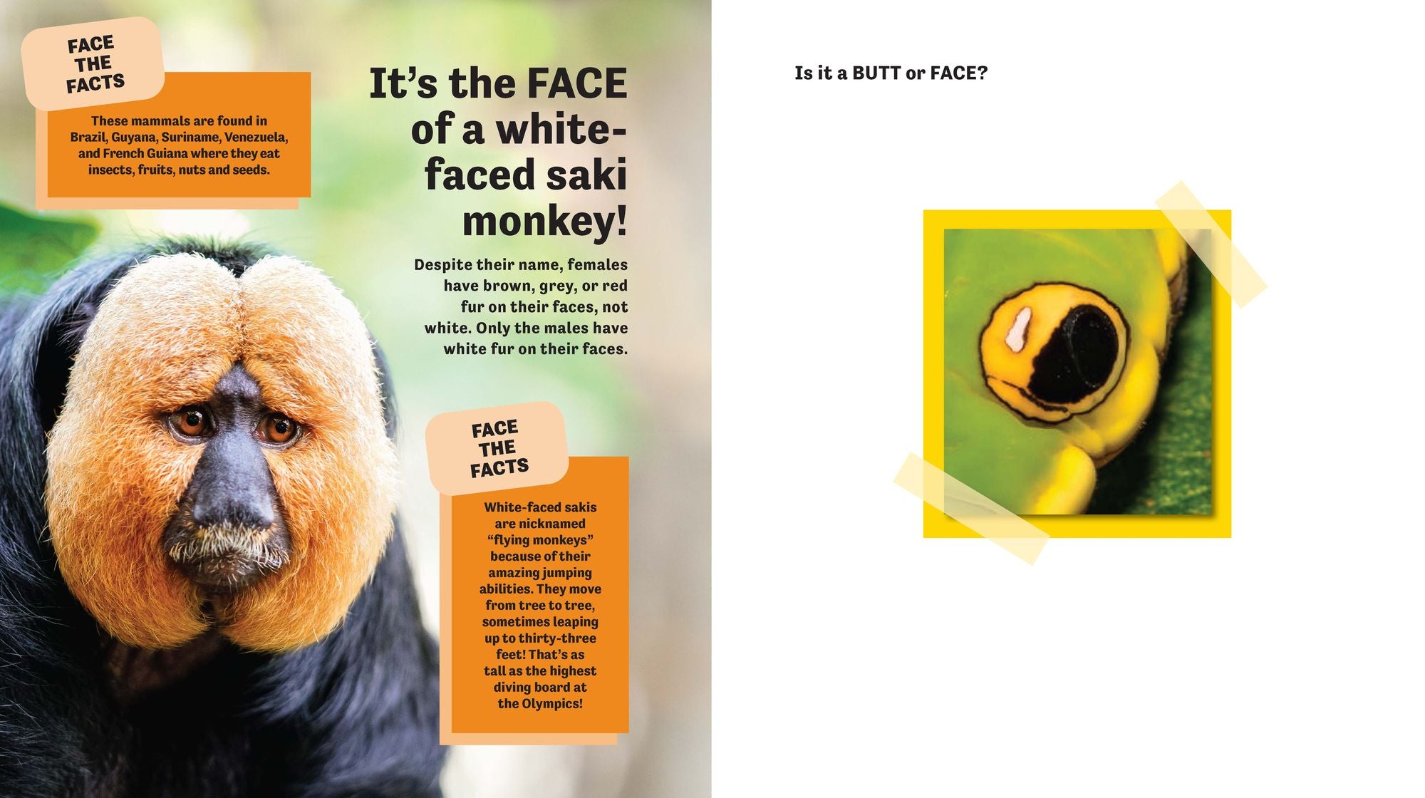 Butt or Face? Volume 2: Revenge of the Butts