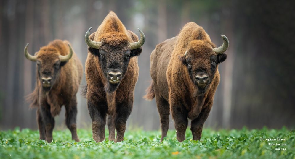 Wildlife