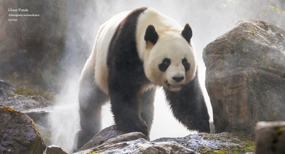 Wildlife
