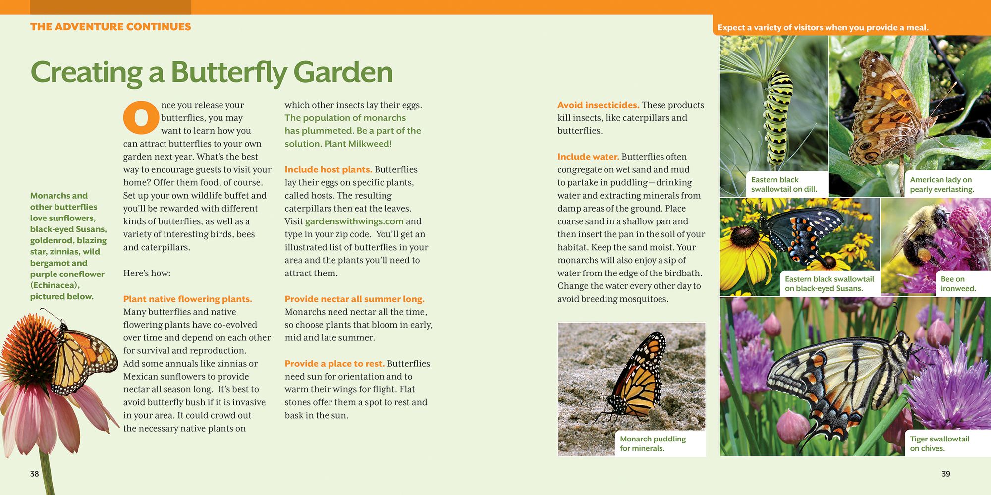How to Raise Monarch Butterflies: A Step-by-Step Guide for Kids