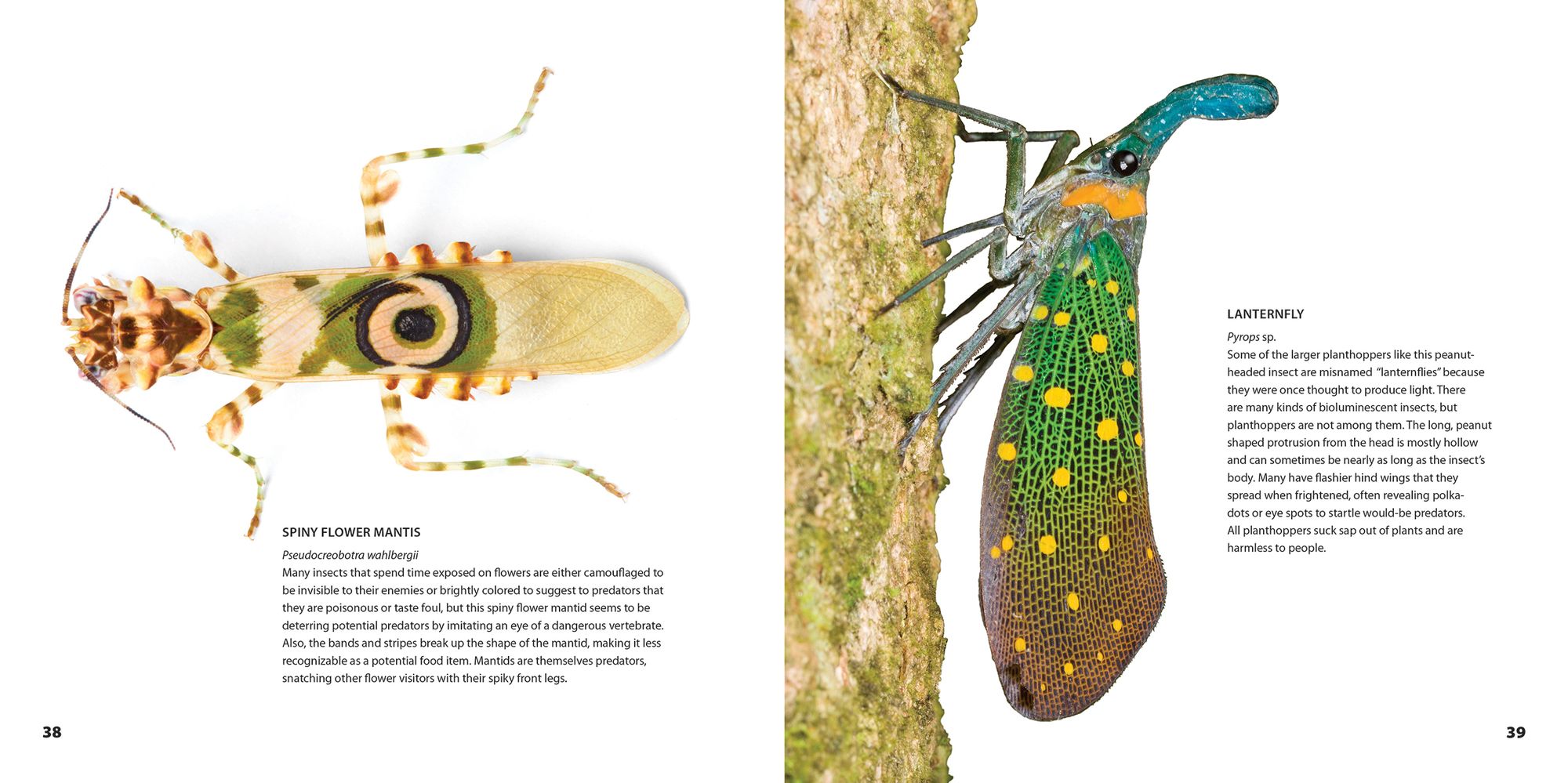 Weird Insects