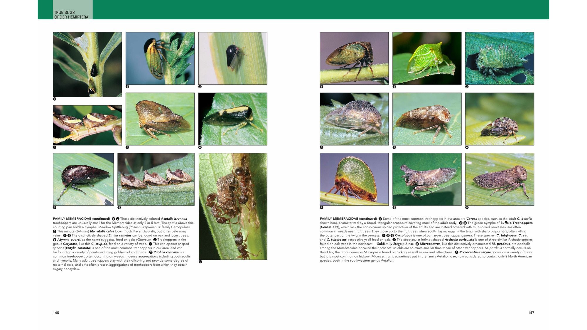 Insects: Their Natural History and Diversity: With a Photographic Guide to Insects of Eastern North America