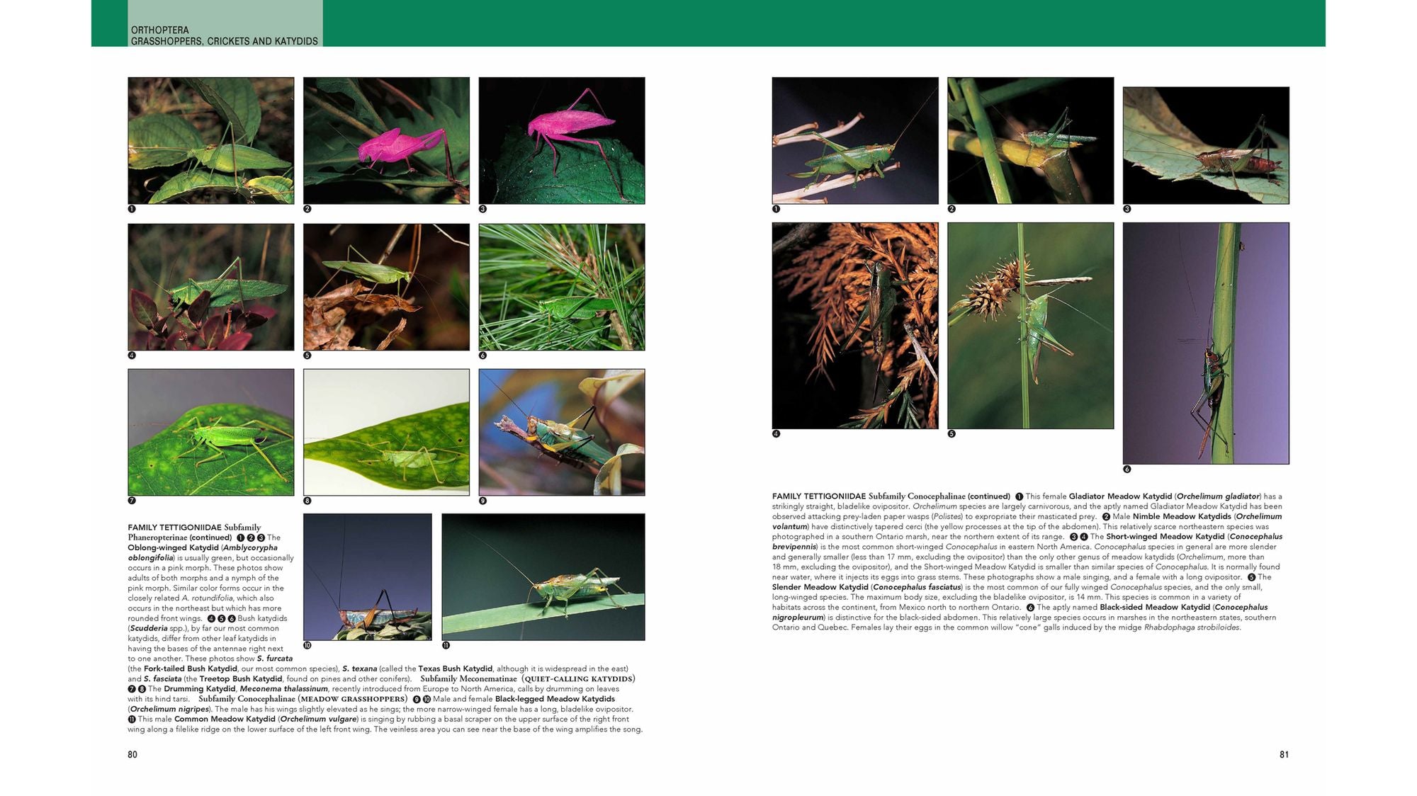 Insects: Their Natural History and Diversity: With a Photographic Guide to Insects of Eastern North America