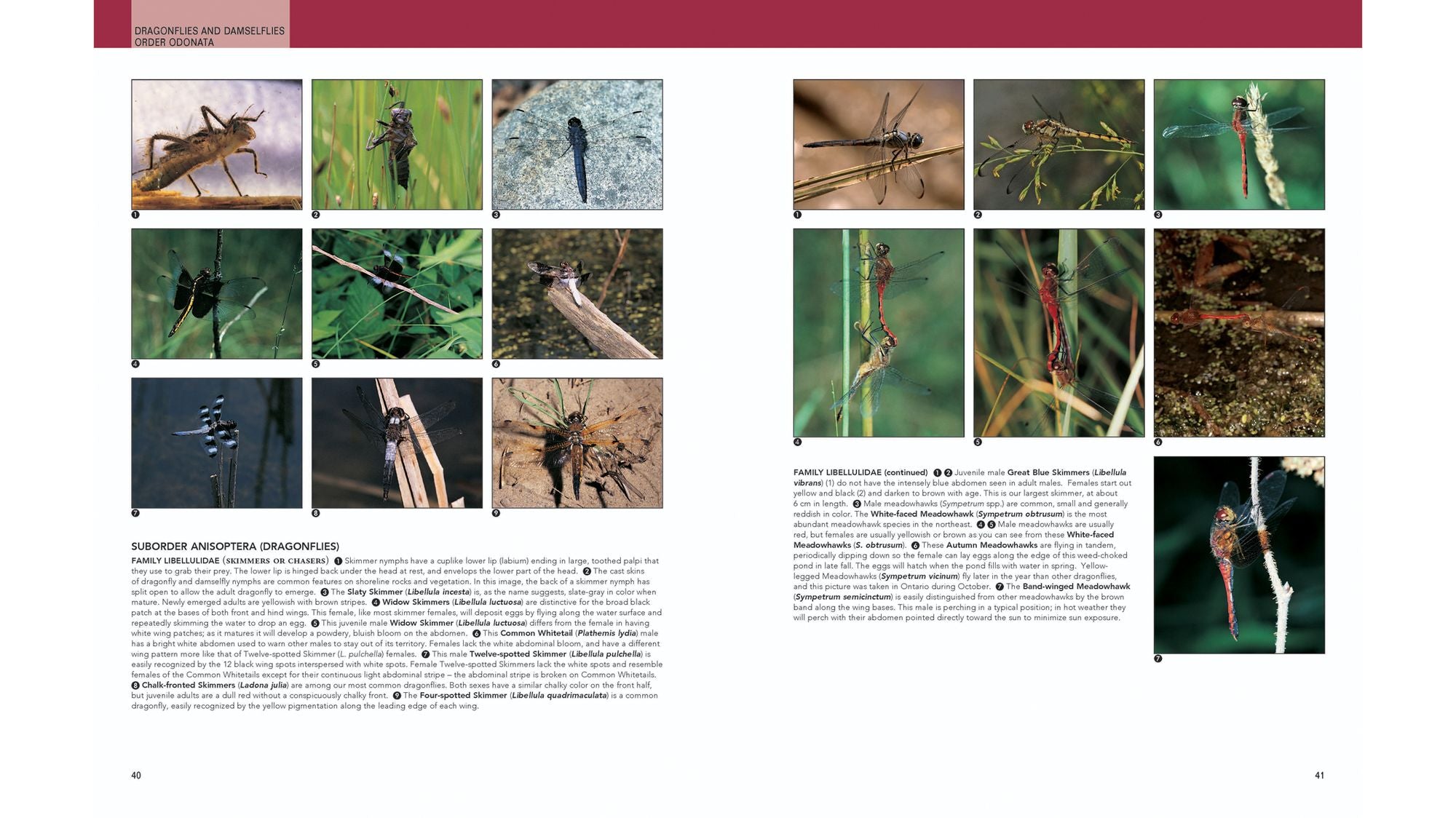 Insects: Their Natural History and Diversity: With a Photographic Guide to Insects of Eastern North America