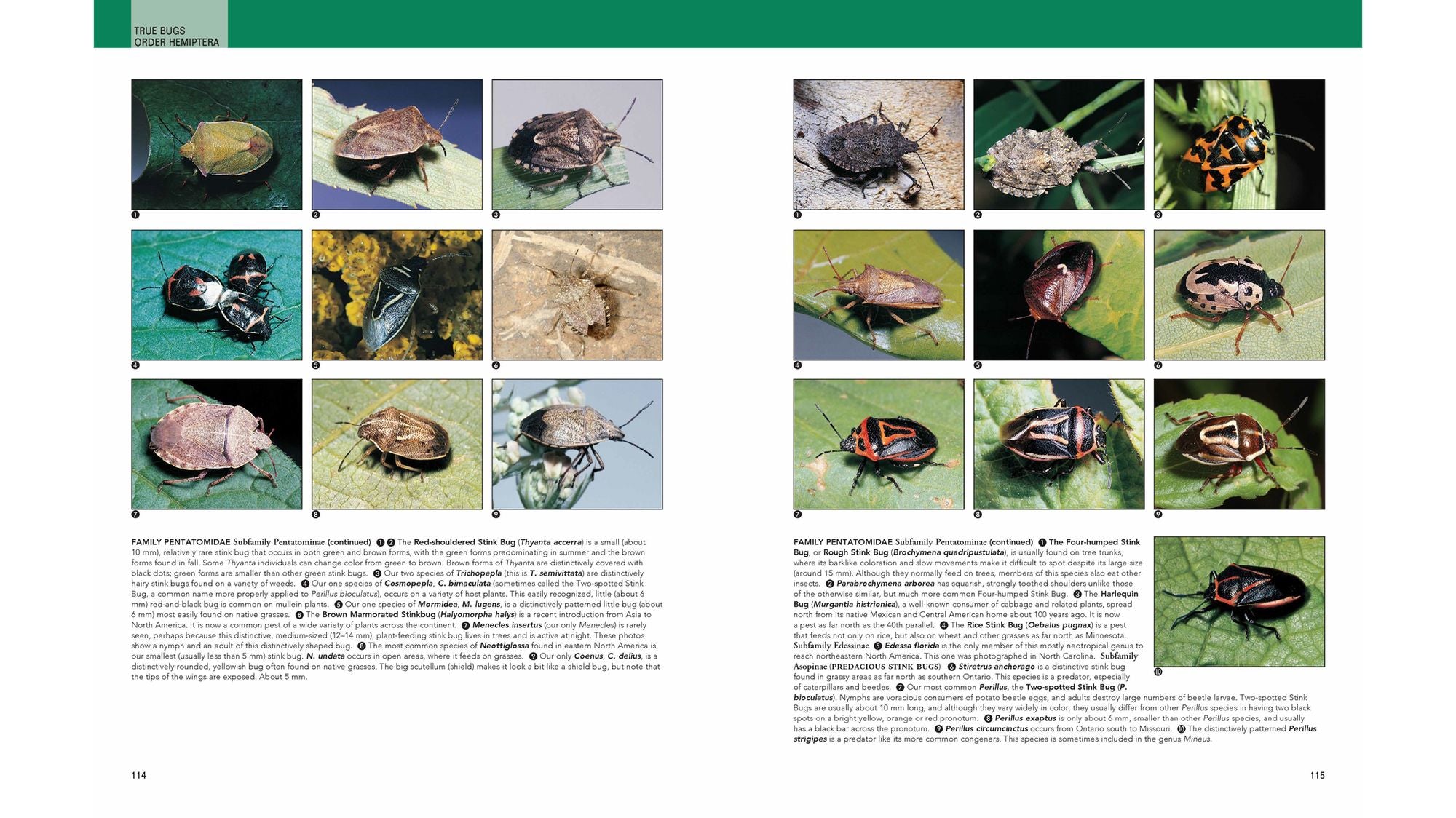 Insects: Their Natural History and Diversity: With a Photographic Guide to Insects of Eastern North America