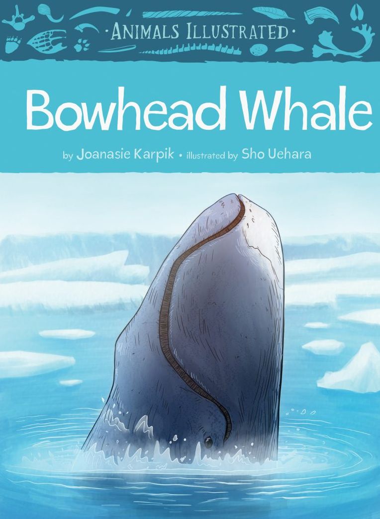 Animals Illustrated: Bowhead Whale