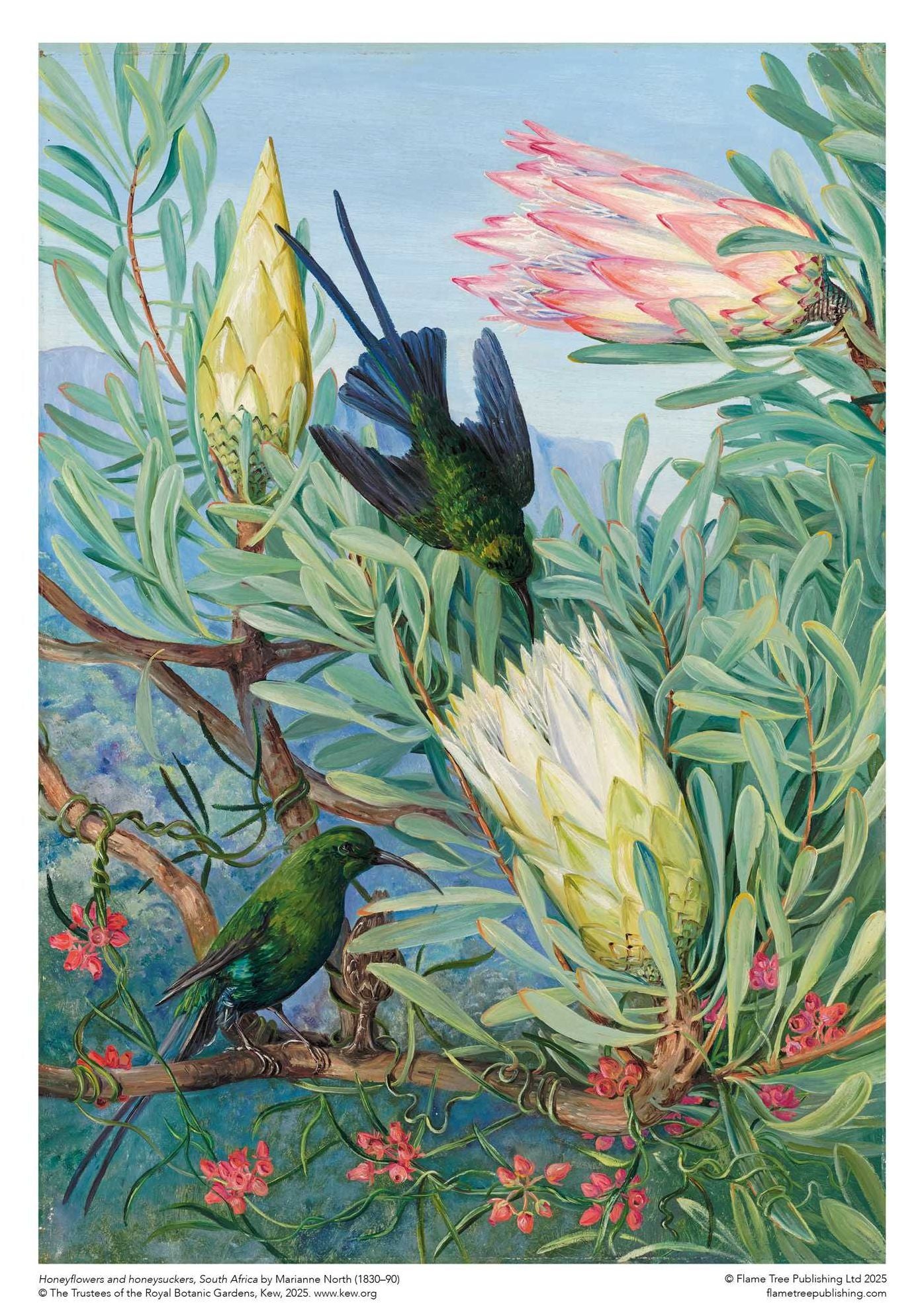 Adult Sustainable Jigsaw Puzzle Kew Gardens: Marianne North: Honeyflowers and Honeysuckers: 1000-pieces. Ethical, Sustainable, Earth-friendly