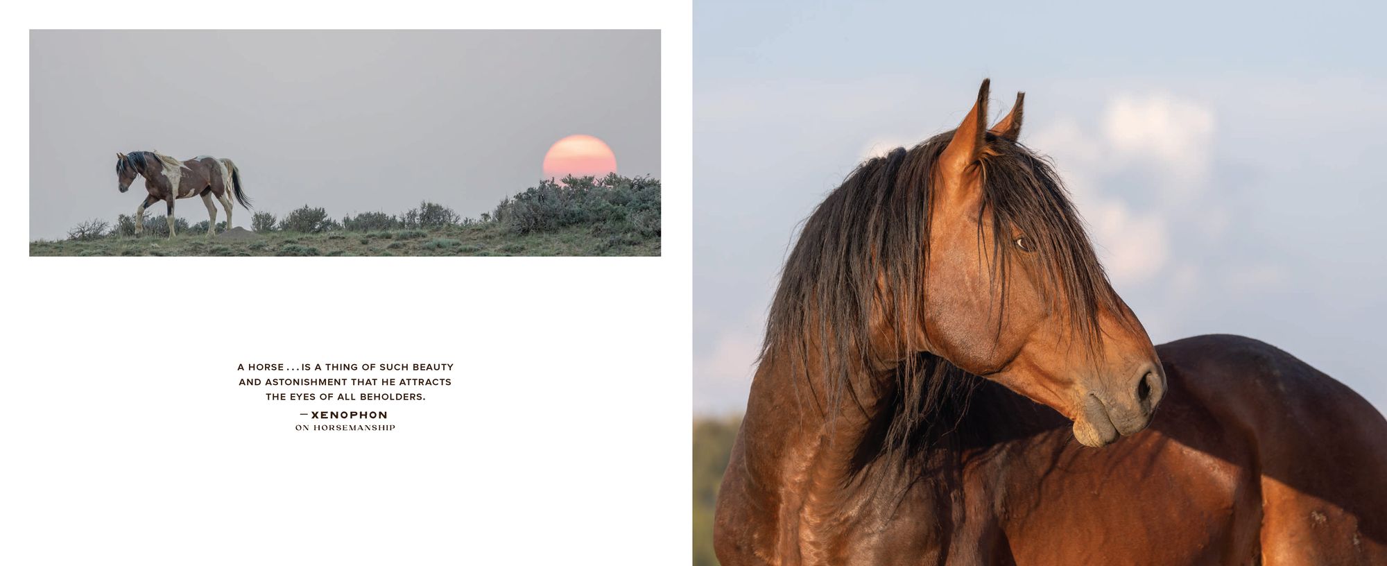 The Wild Horse Effect: Awe, Well-Being, and the Transformative Power of Nature